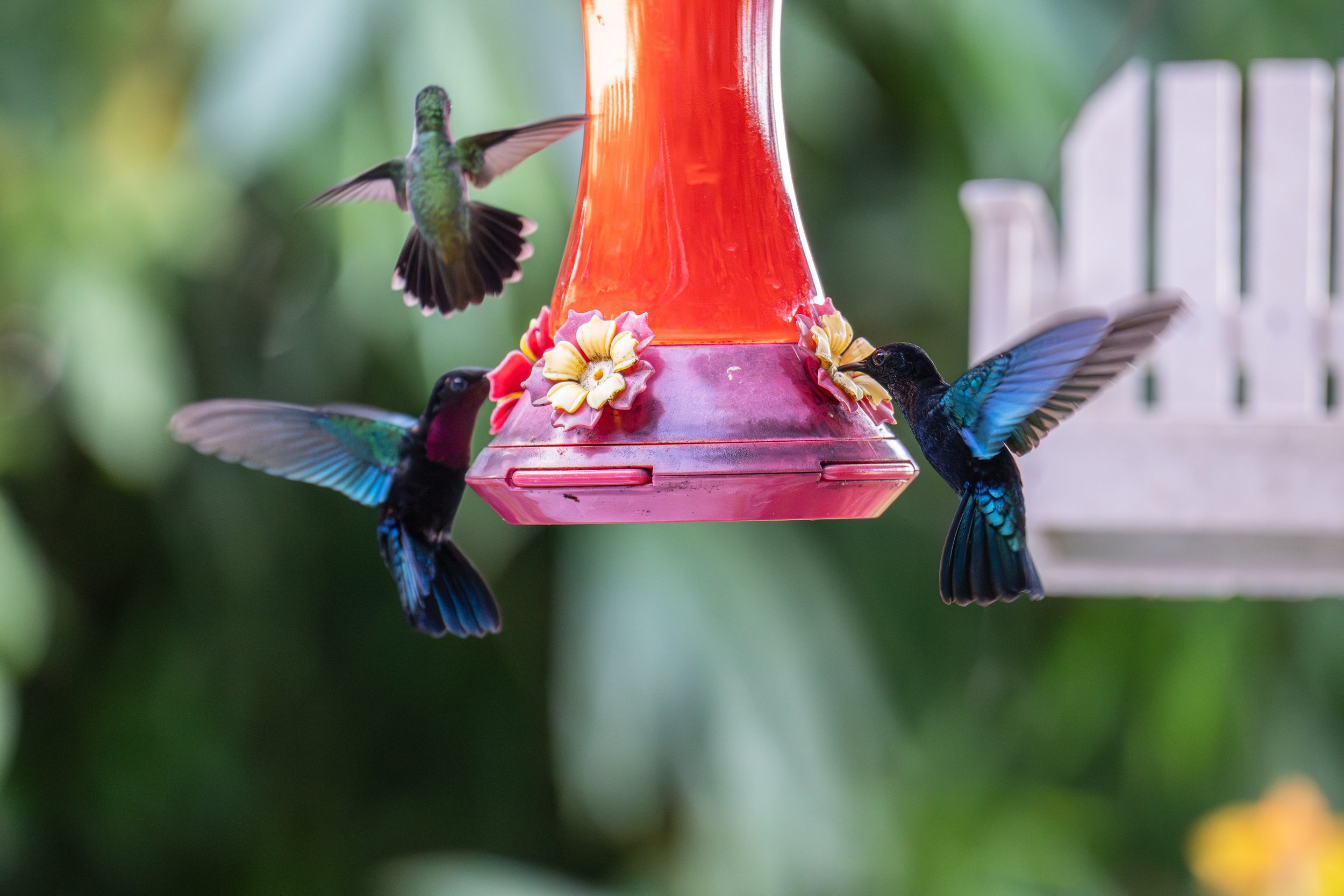 The hummingbirds went crazy for this feeder and drained it completely in a single day (photo/Jason Rafal)