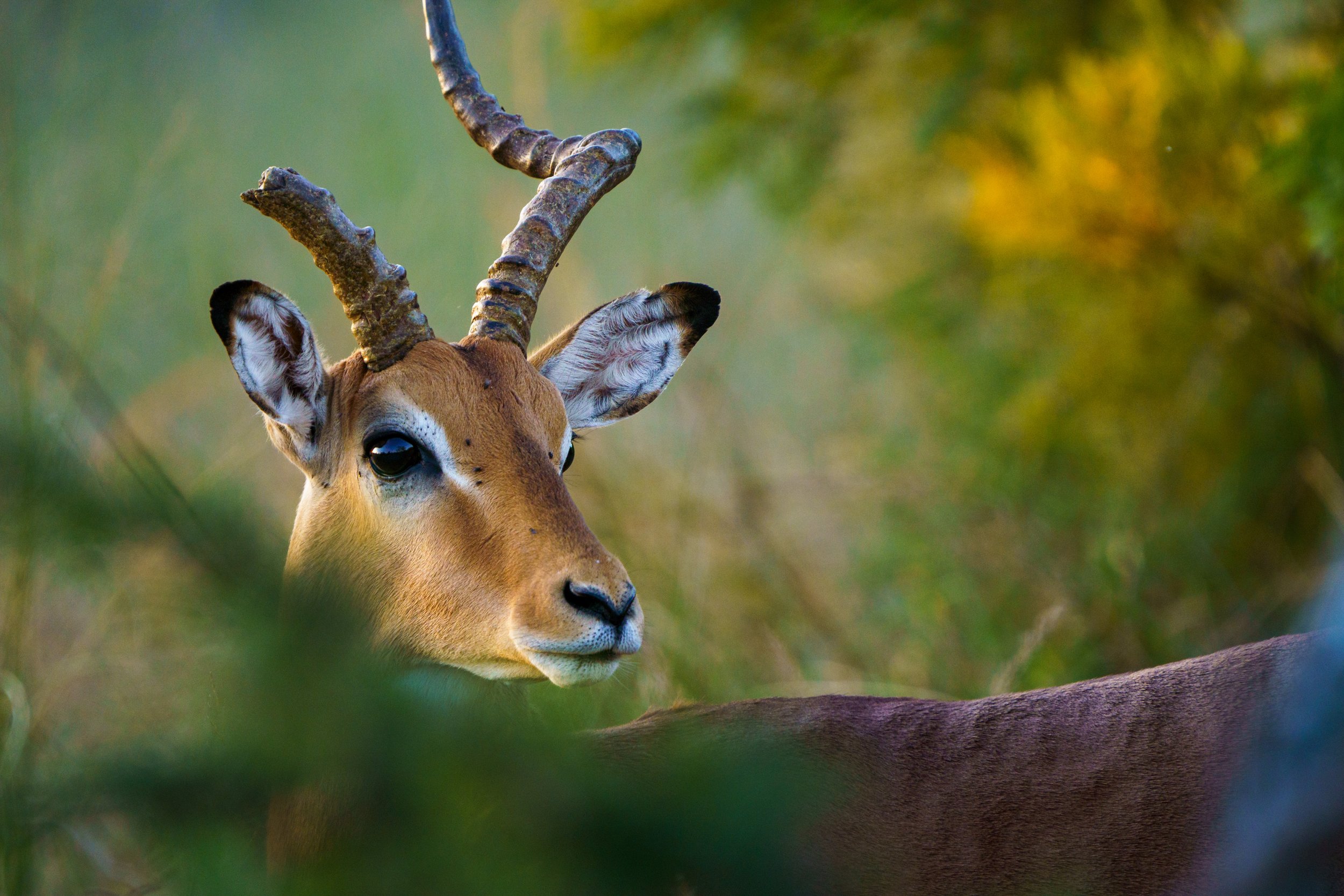 An impala that was in an unfortunate fight (photo/Jason Rafal)