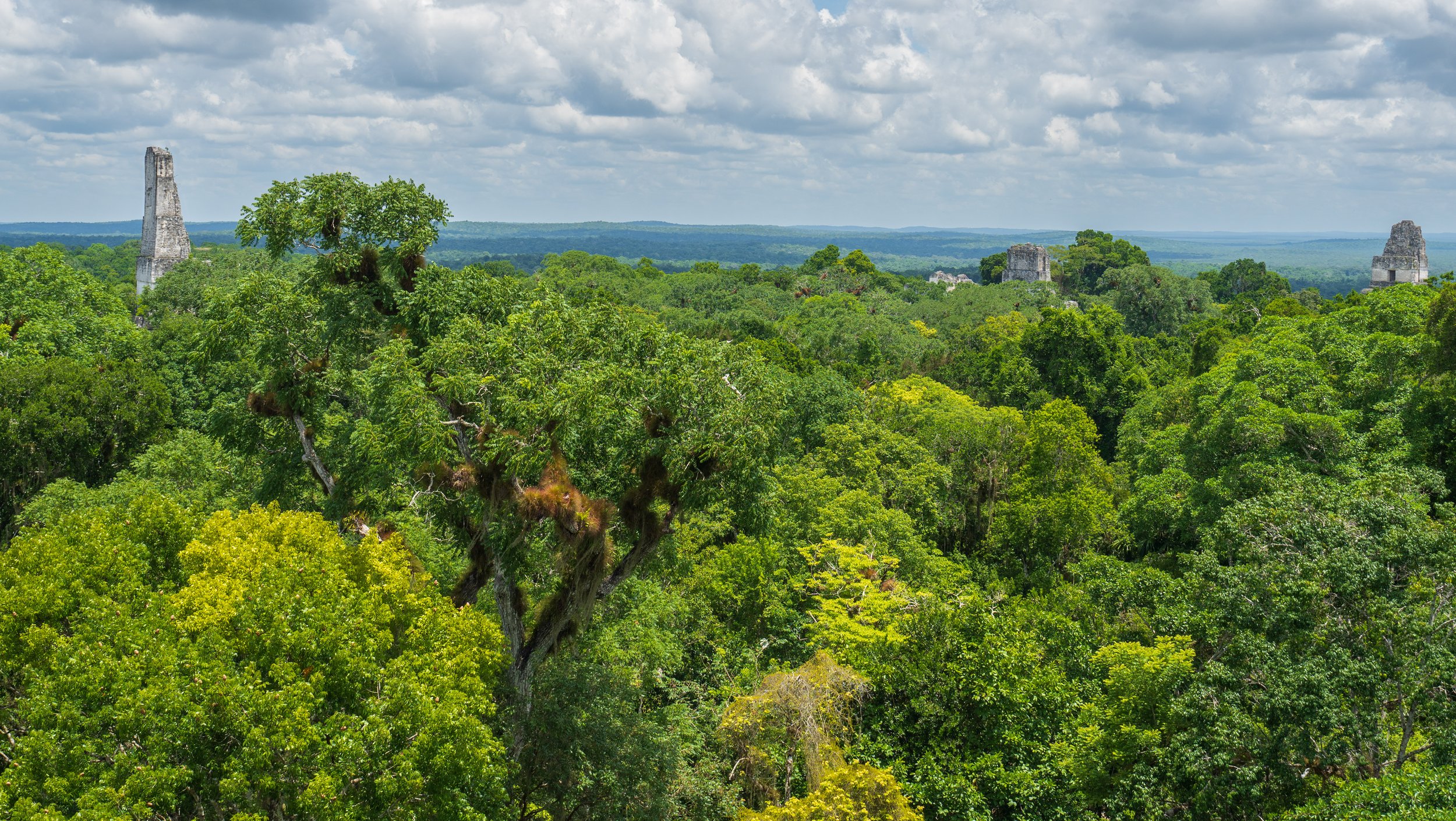  Temples 1, 2, and 3 peeking above the trees (photo/Jason Rafal) 