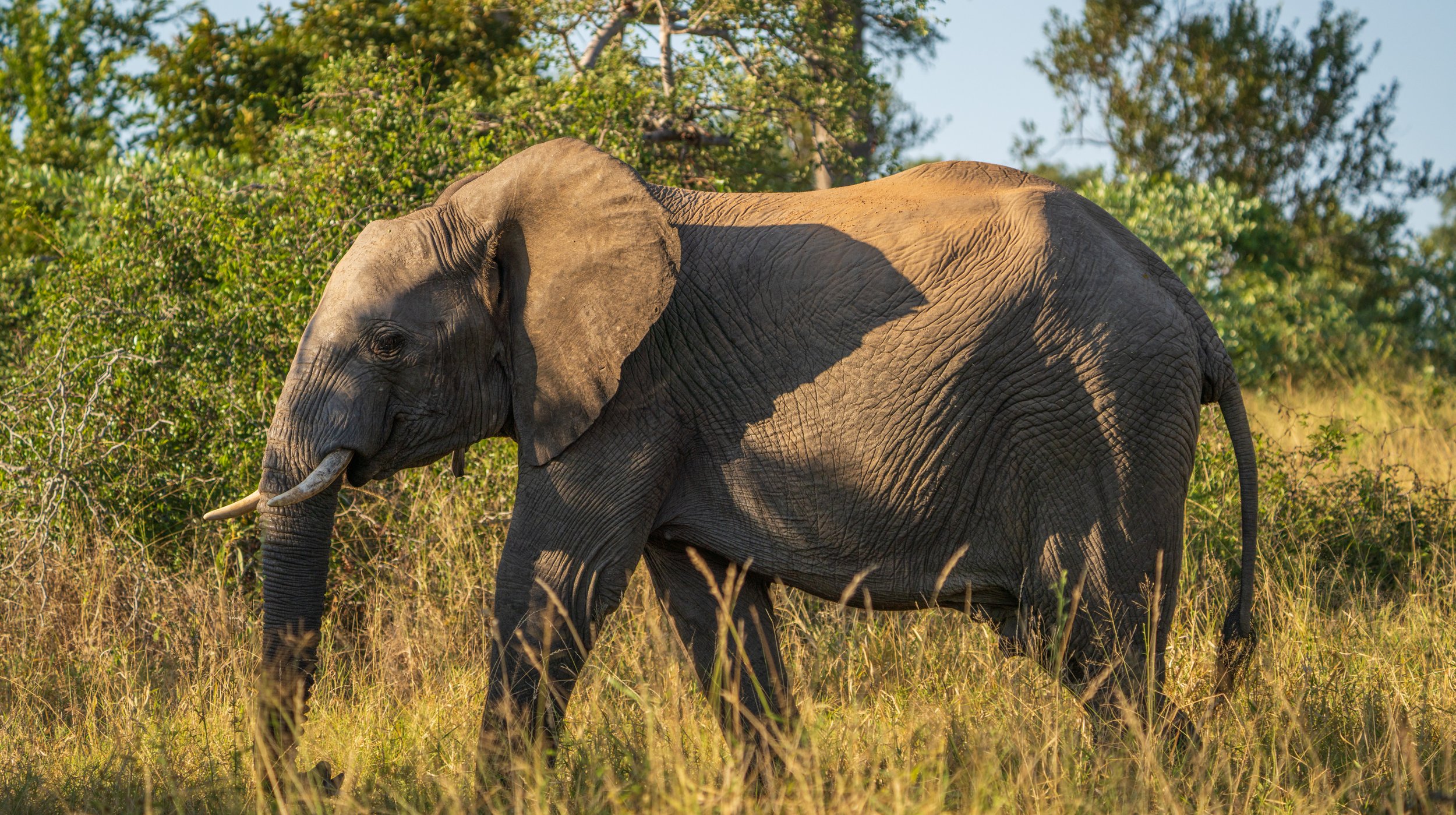 We saw a ton of elephants, and it never got old (photo/Jason Rafal)