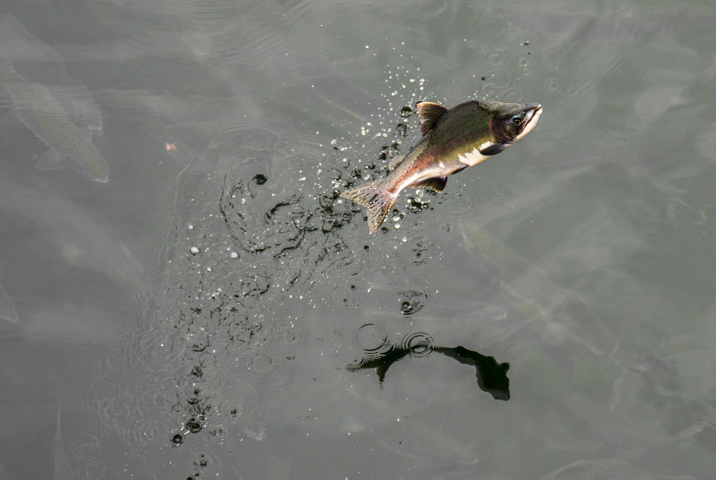 A salmon jumping in to the air with more salmon visible in the water below.
