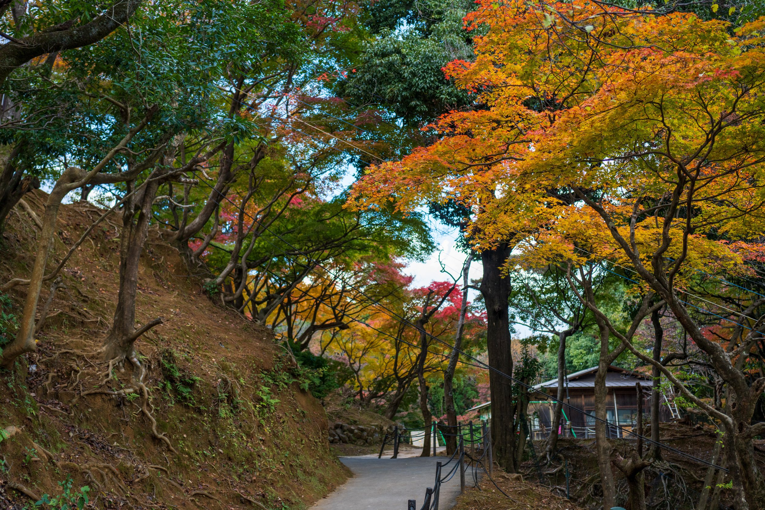  Even beyond the wildlife, the hike up the mountain was beautiful (photo/Jason Rafal) 
