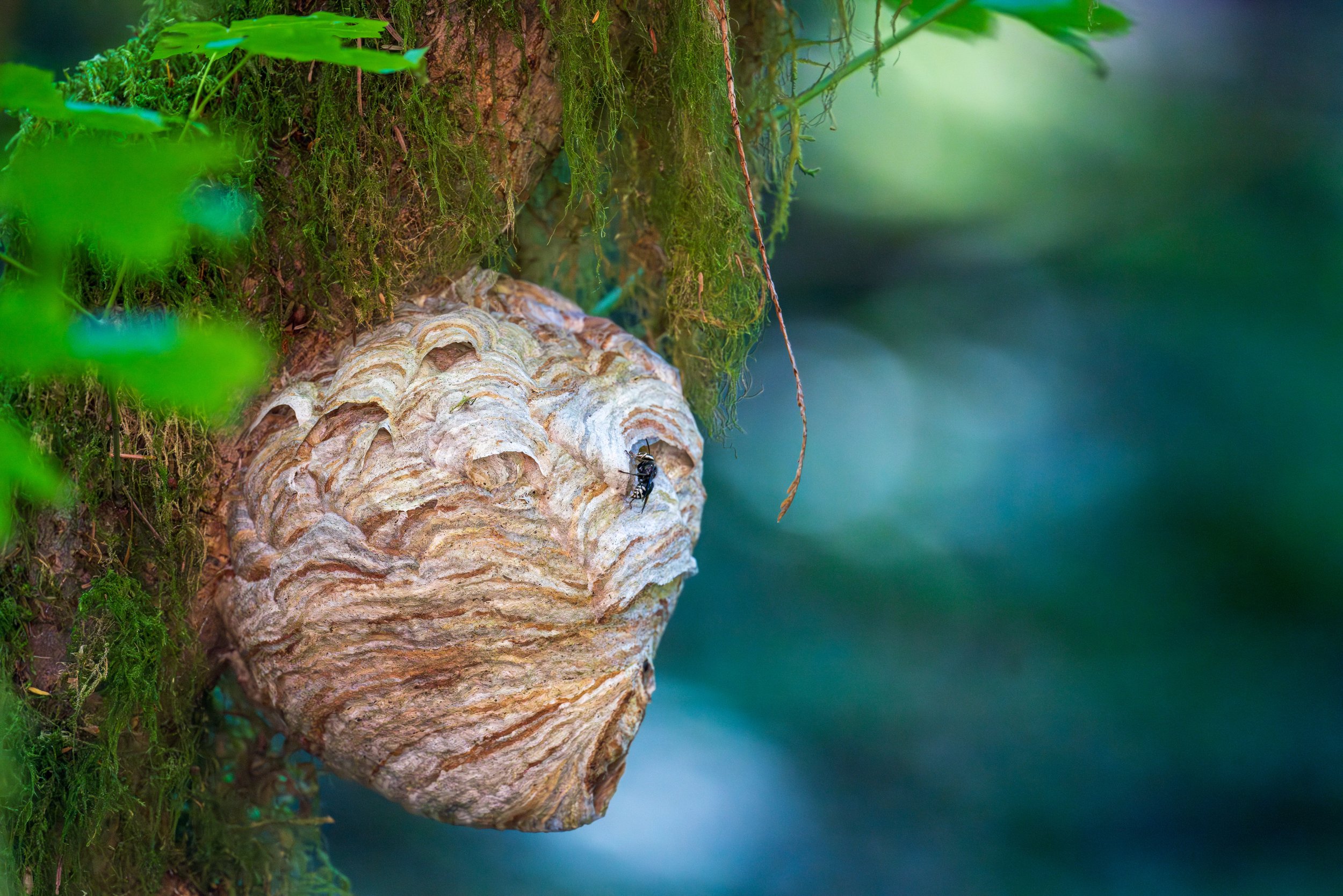  A scary but beautiful wasp nest (photo/Jason Rafal) 