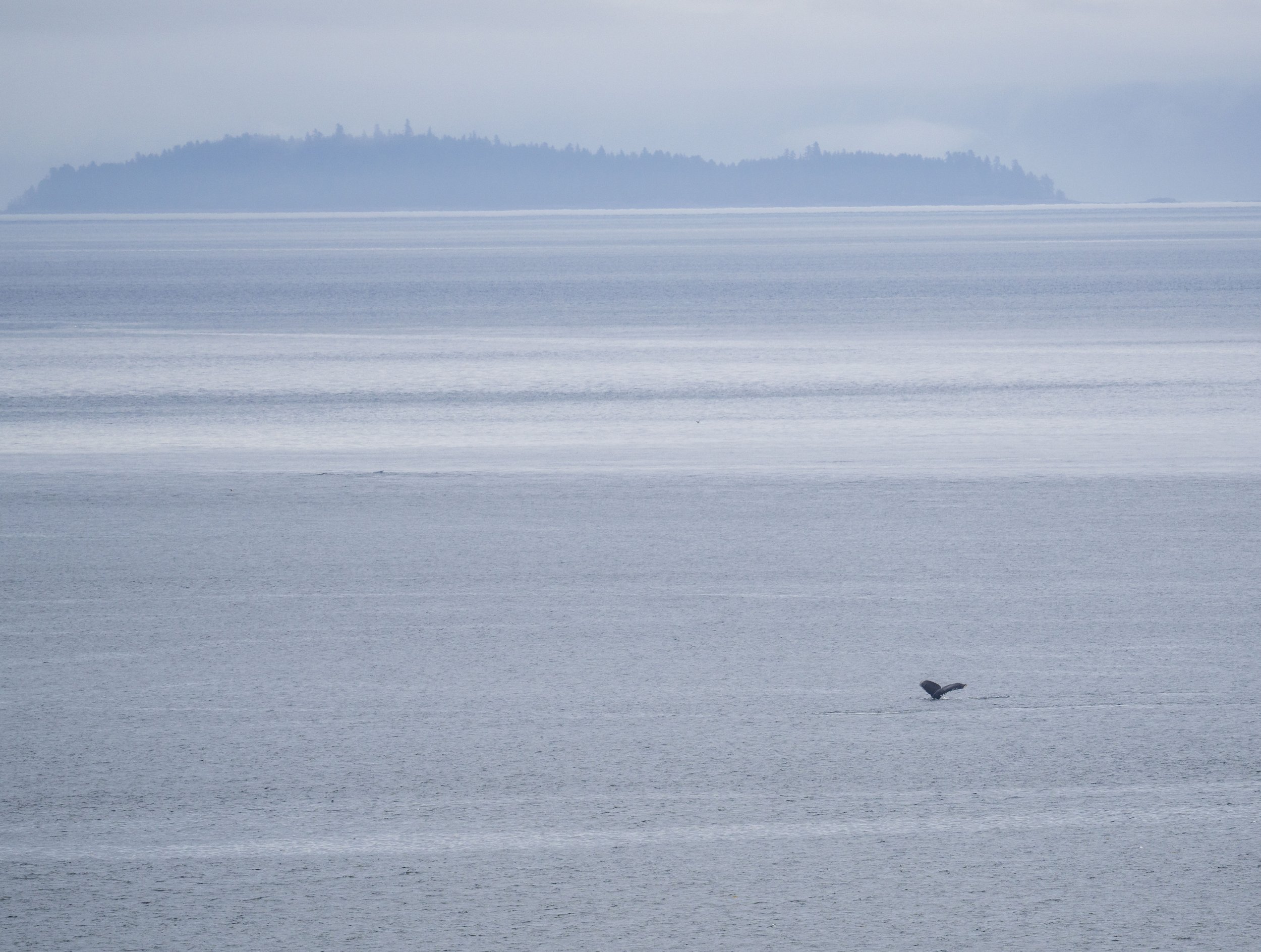A whale tail in the water with a forested hill in the background.