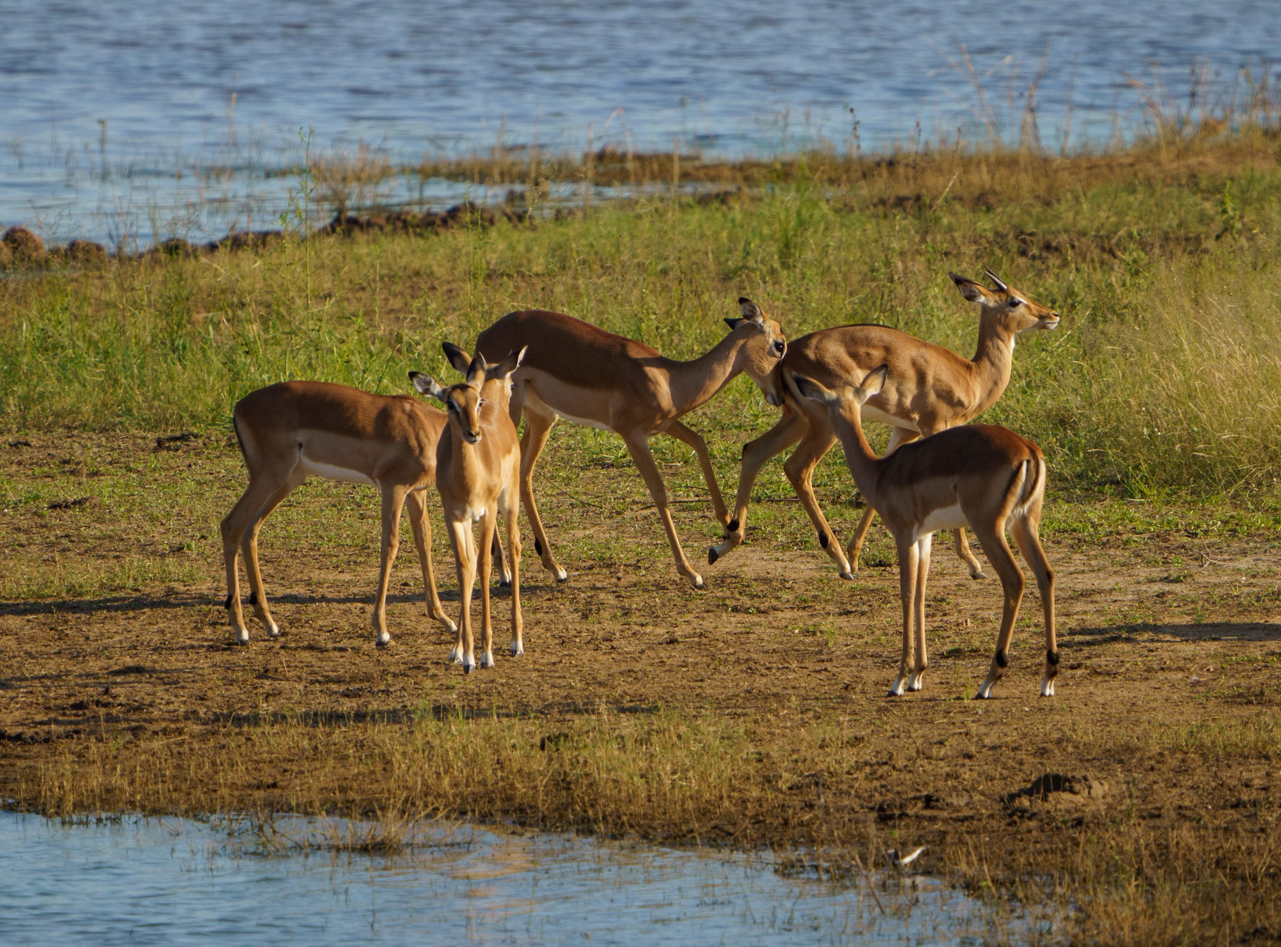 We spent some time at a watering hole with some hippos, a crocodile slinking around, and some playful impalas (photo/Jason Rafal)