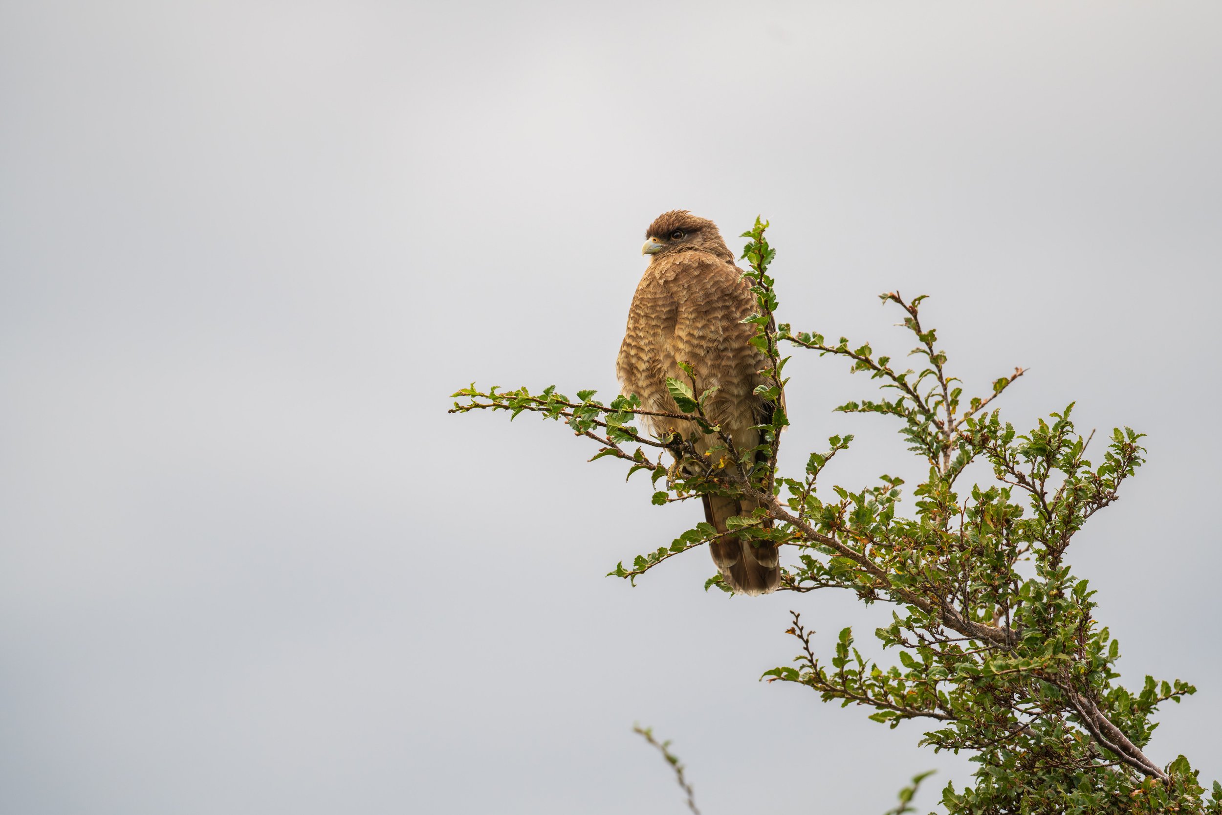  A chimango caracara (photo/Jason Rafal) 