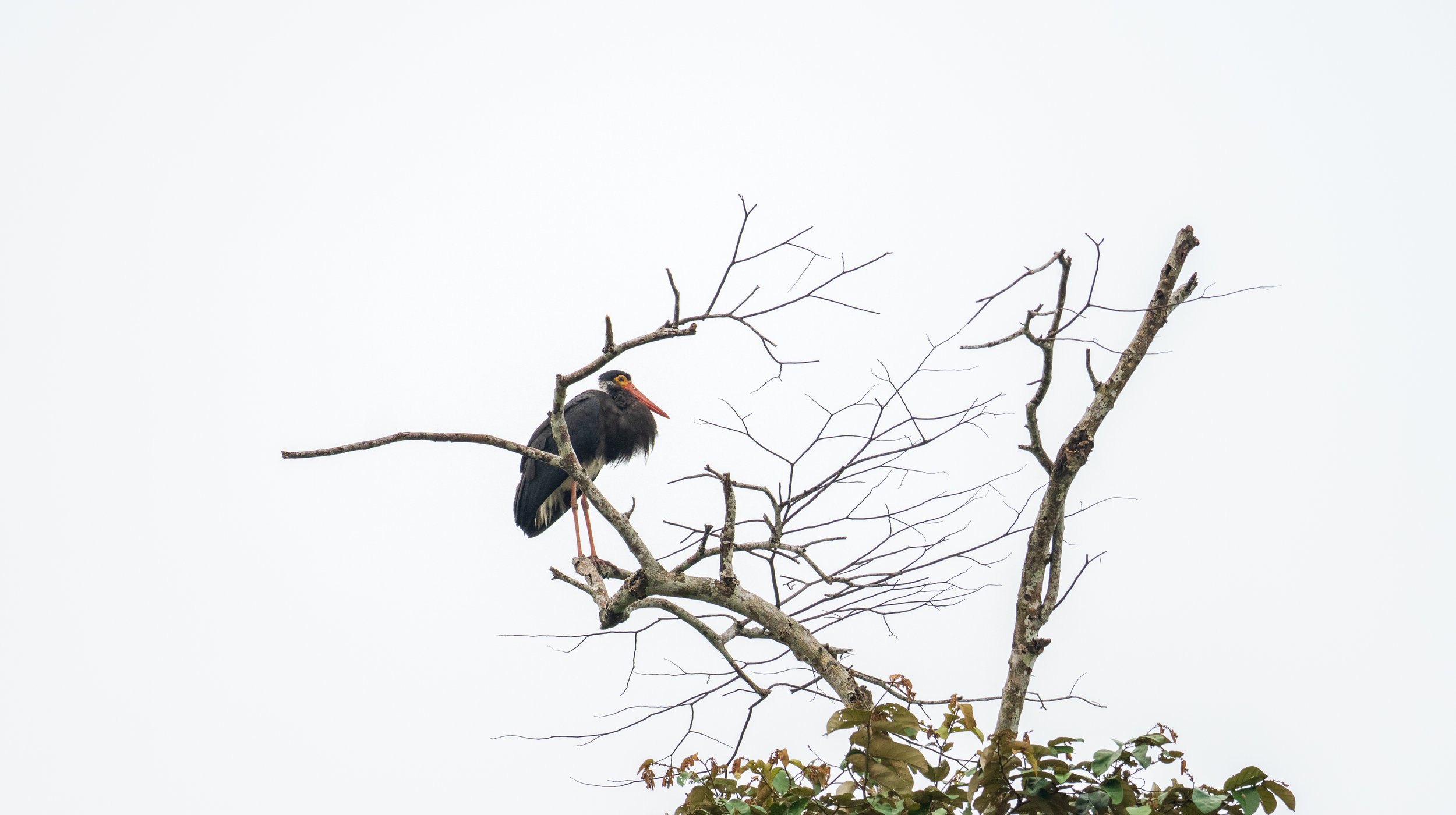A stork perched on the top branches of a dead tree.