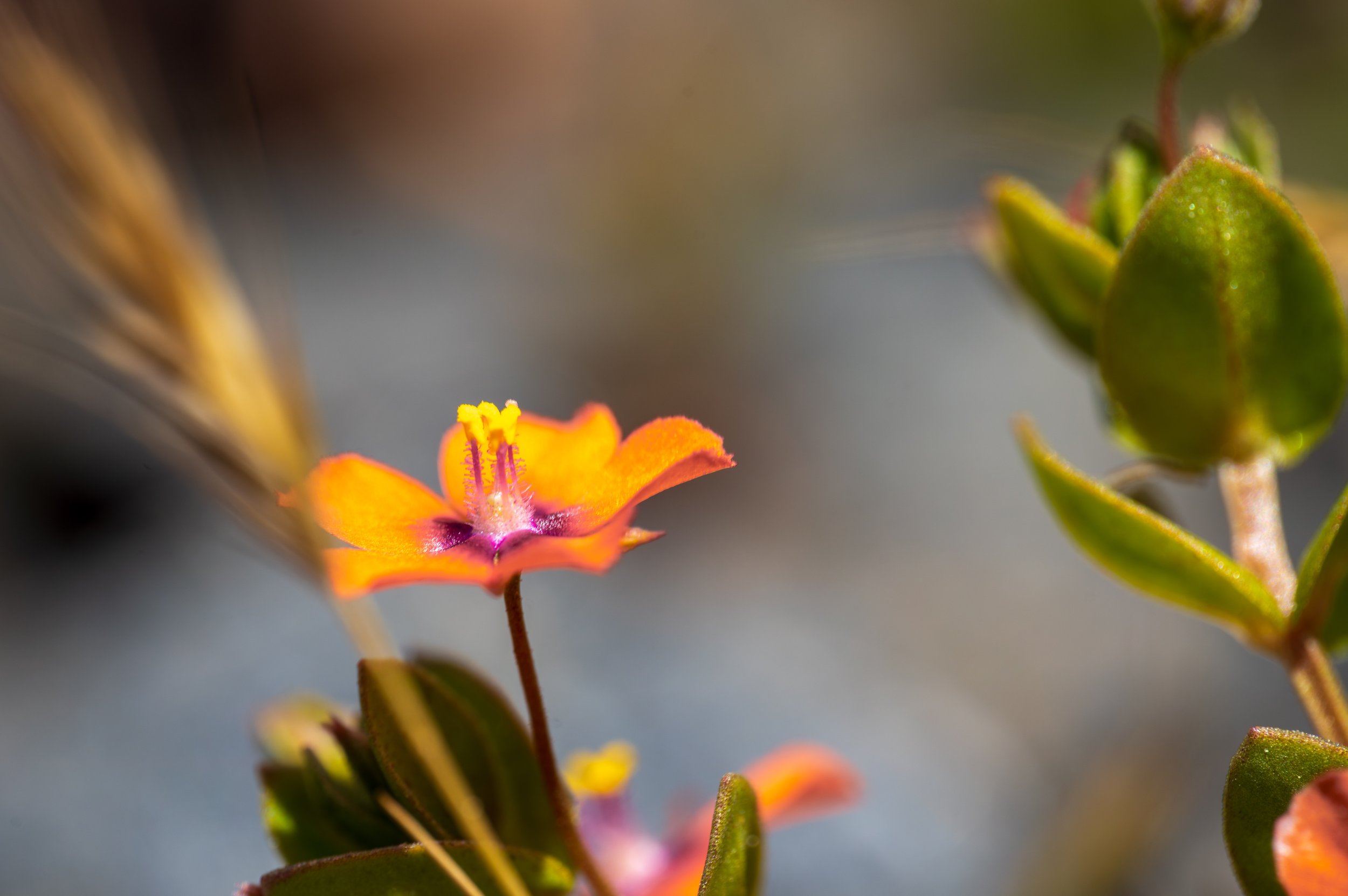  A pretty coastal flower (photo/Jason Rafal) 