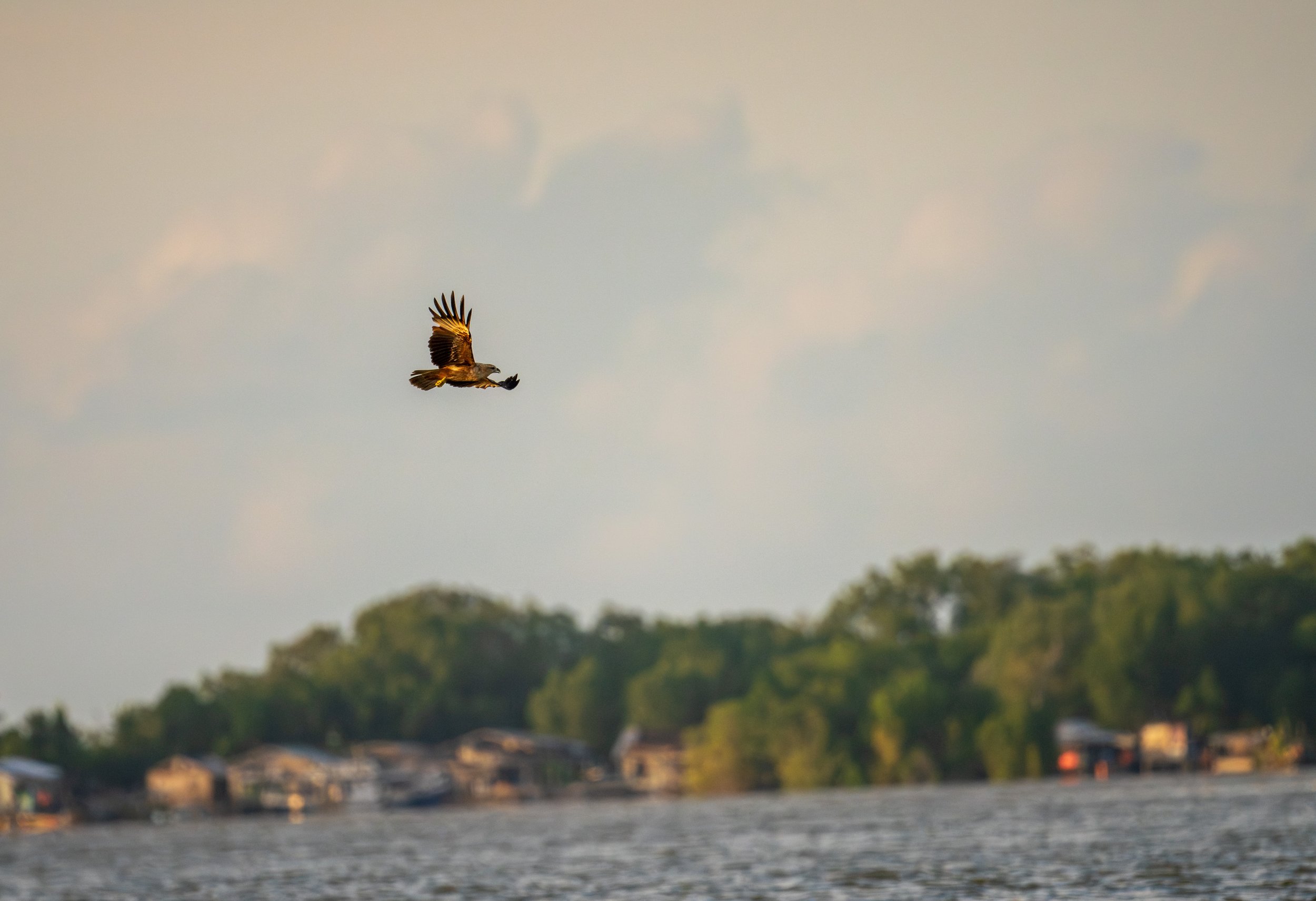 A bird flying over the water.