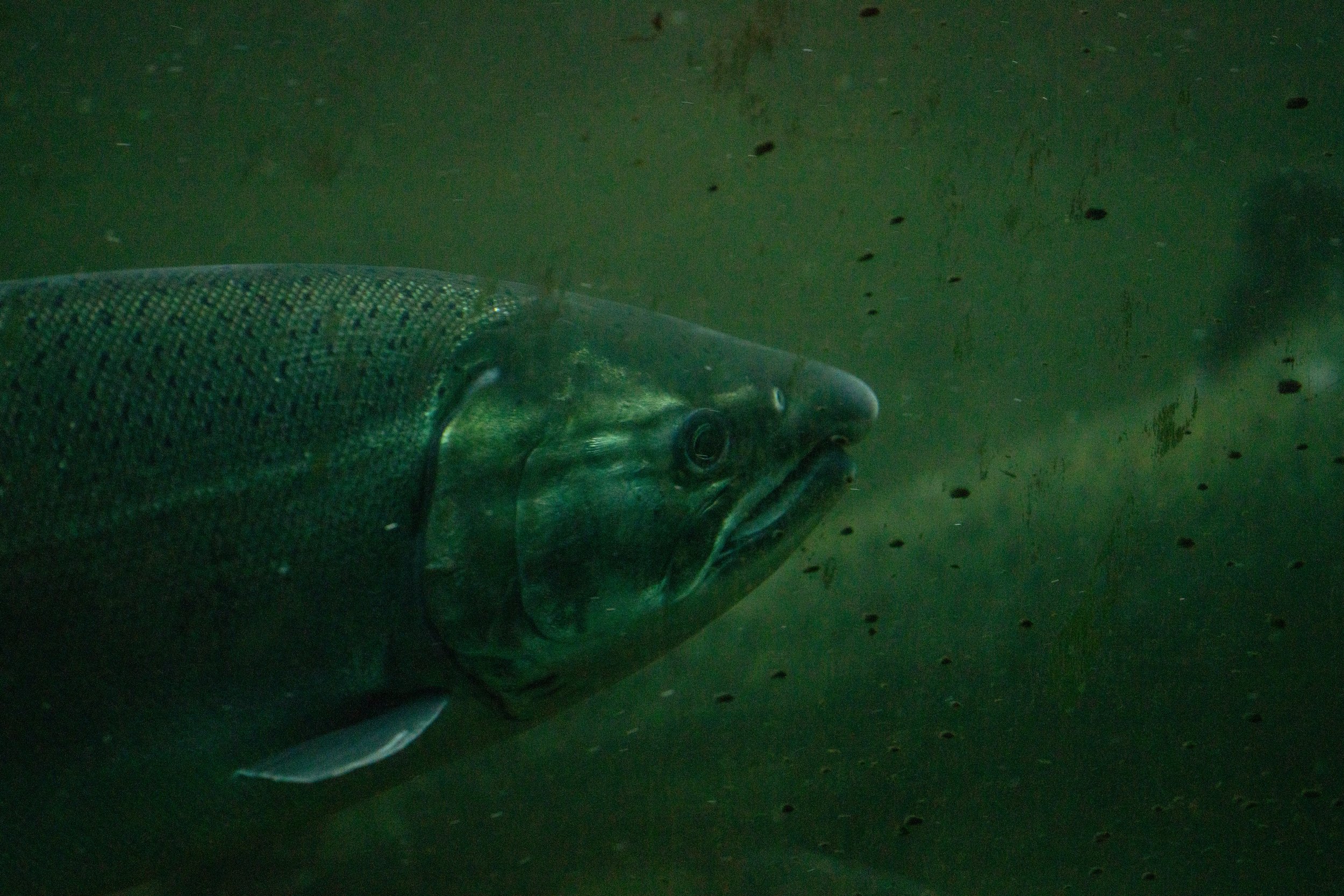  A salmon swimming through the locks (photo/Jason Rafal) 