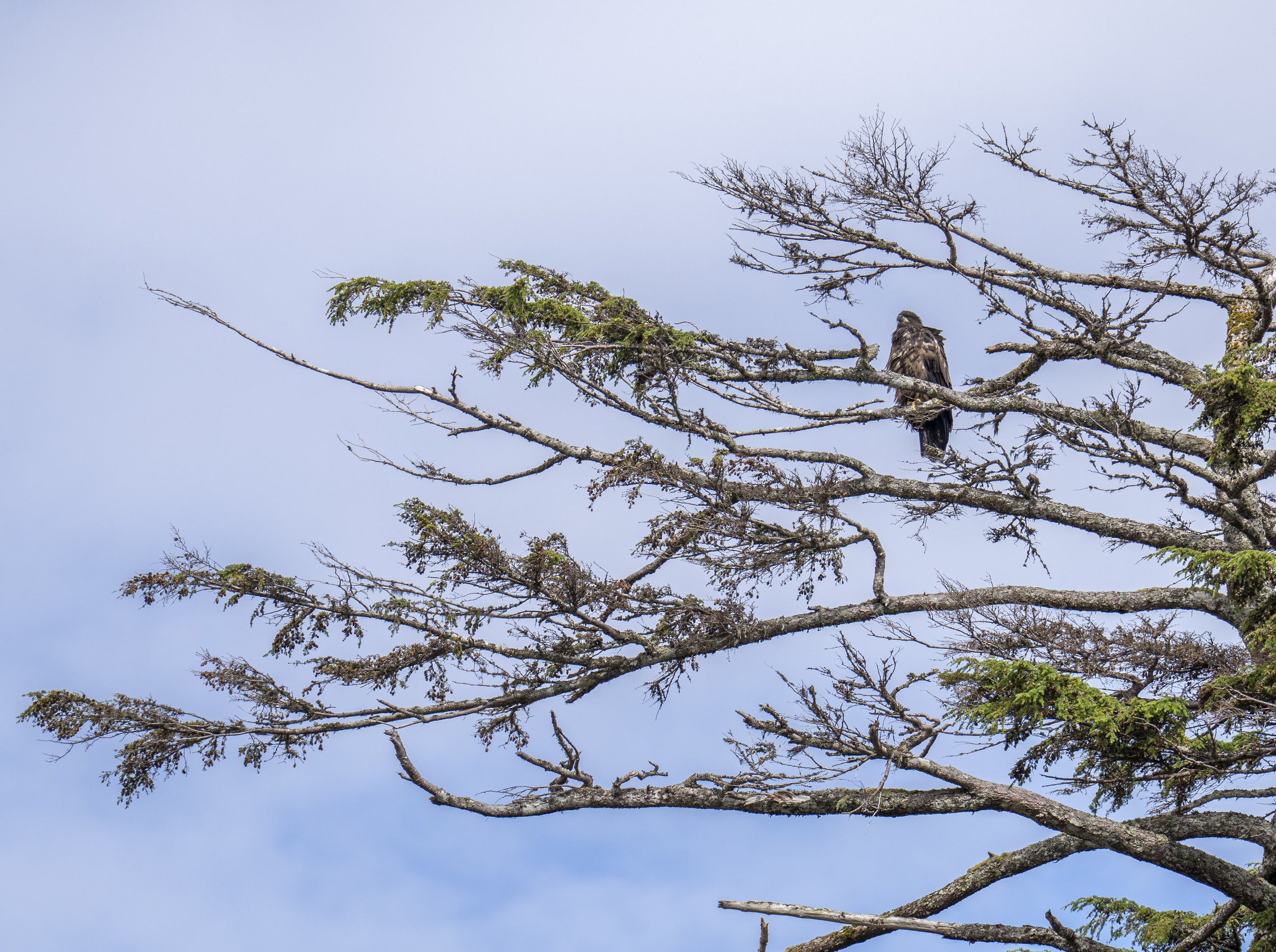 A young bald eagle in a tree.