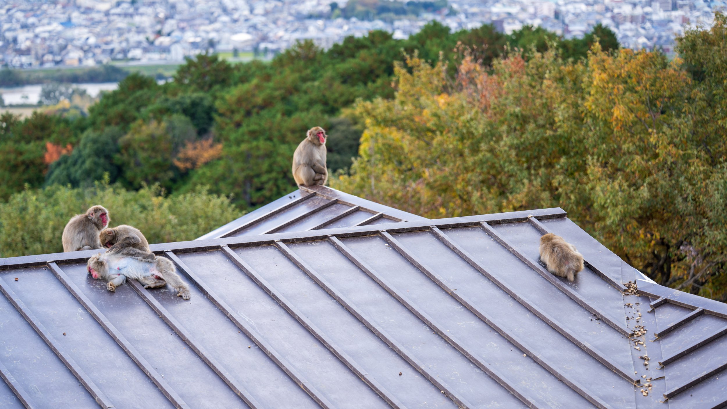 Hanging out on the roof (photo/Jason Rafal) 