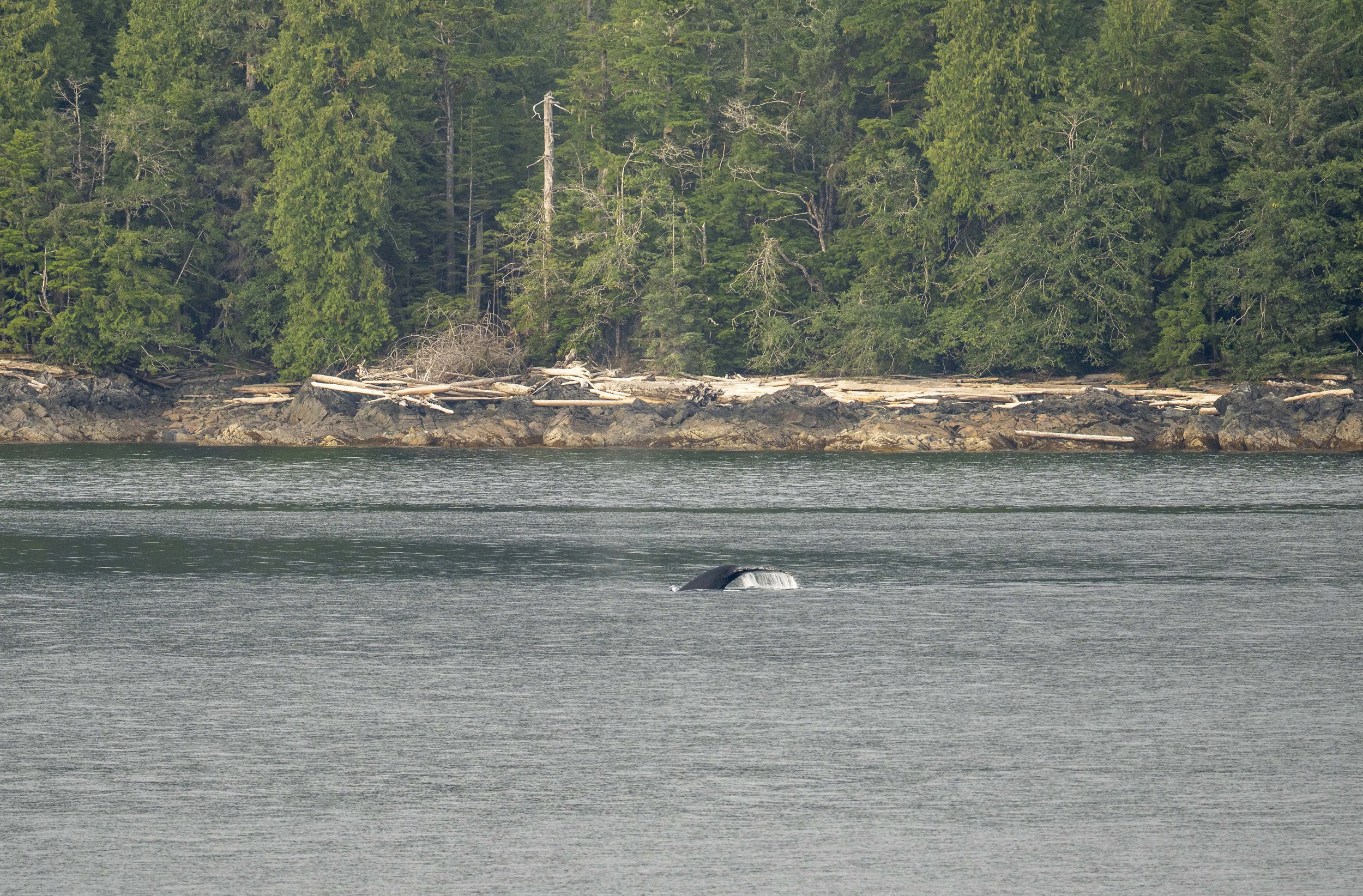 Water pouring off of a whale's tail close to shore.