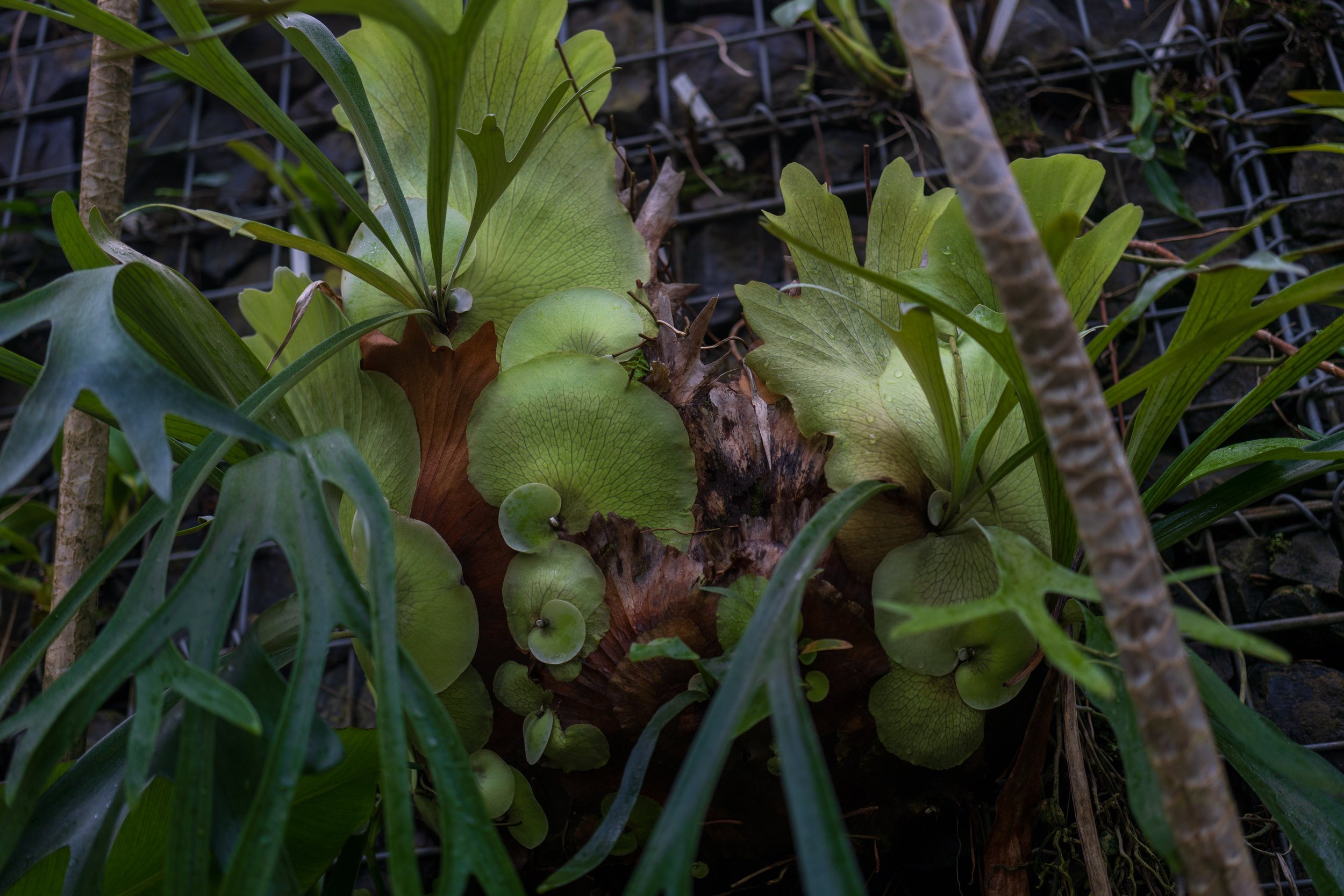  Crazy plants in the greenhouse at the garden (photo/Jason Rafal) 