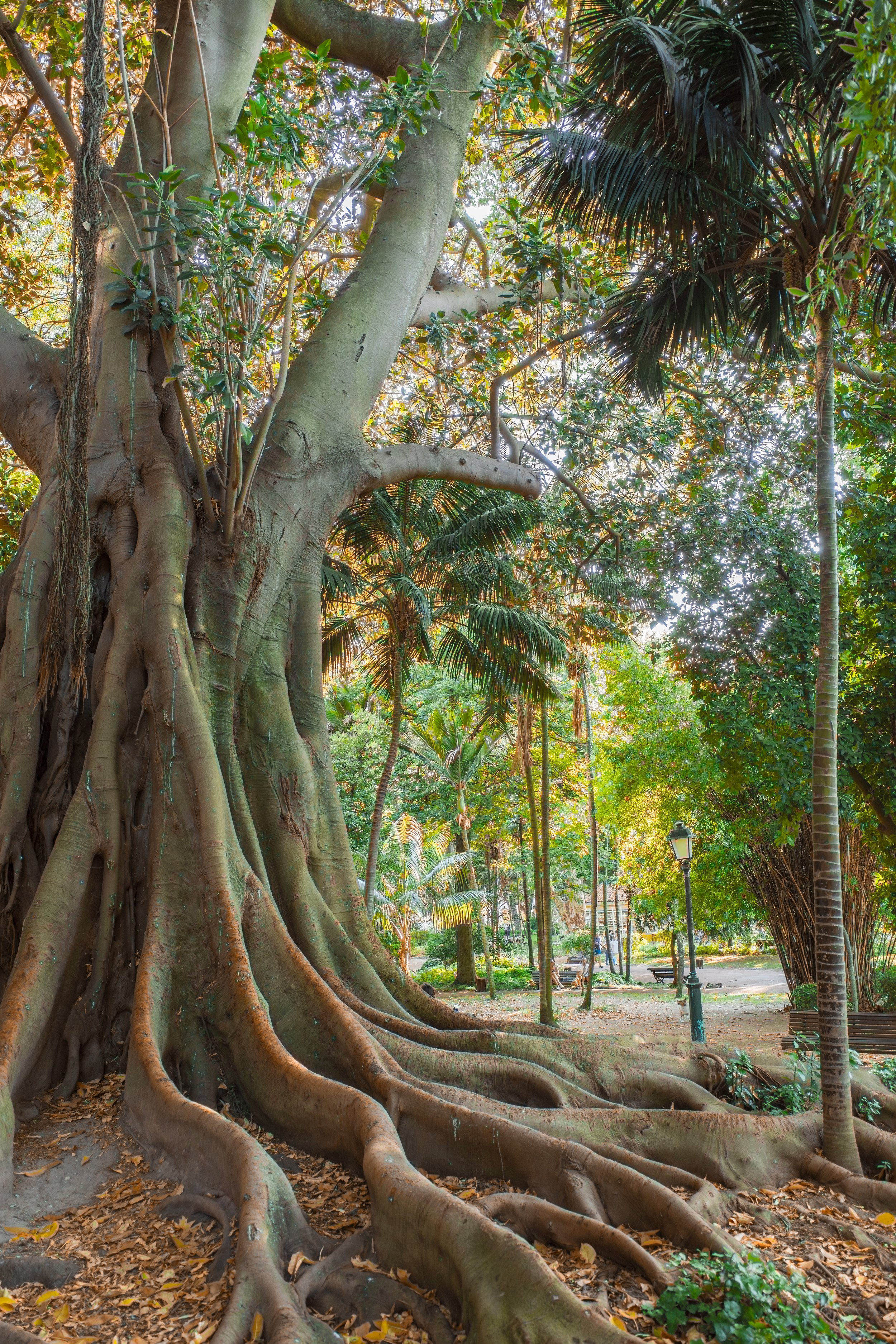  A giant tree at the lovely Jardim da Estrela (photo/Jason Rafal) 
