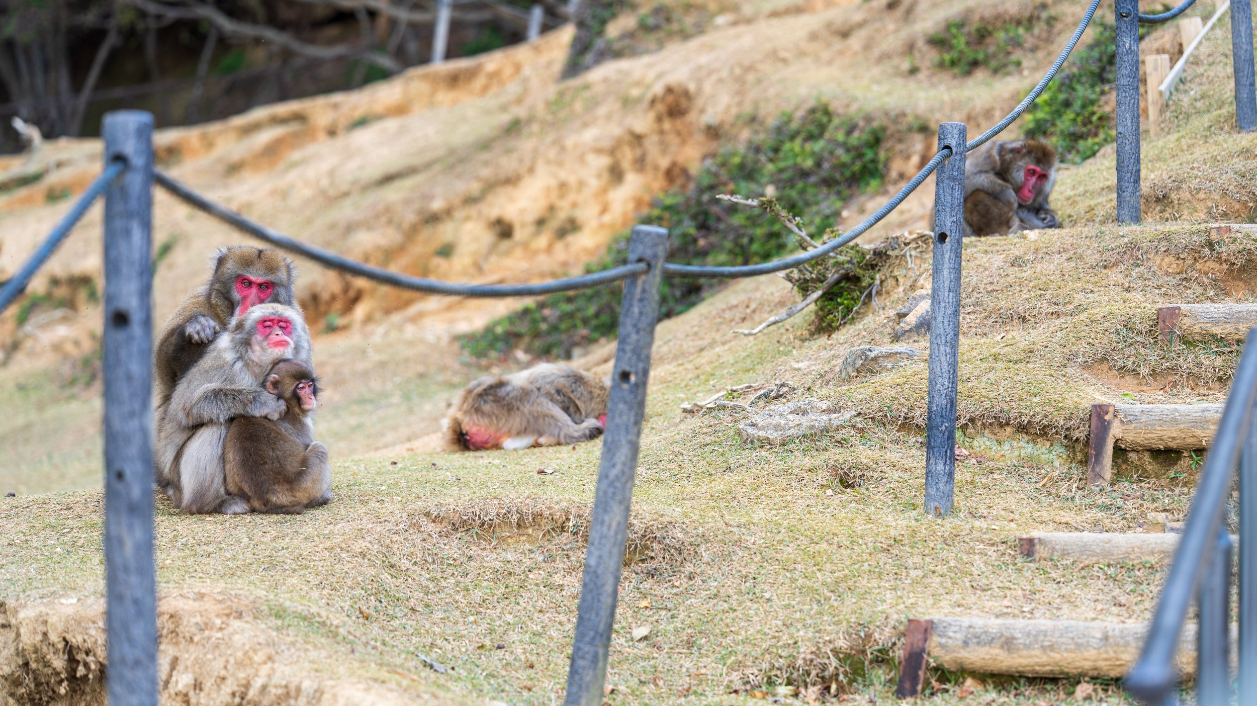  A cuddling monkey family (photo/Jason Rafal) 