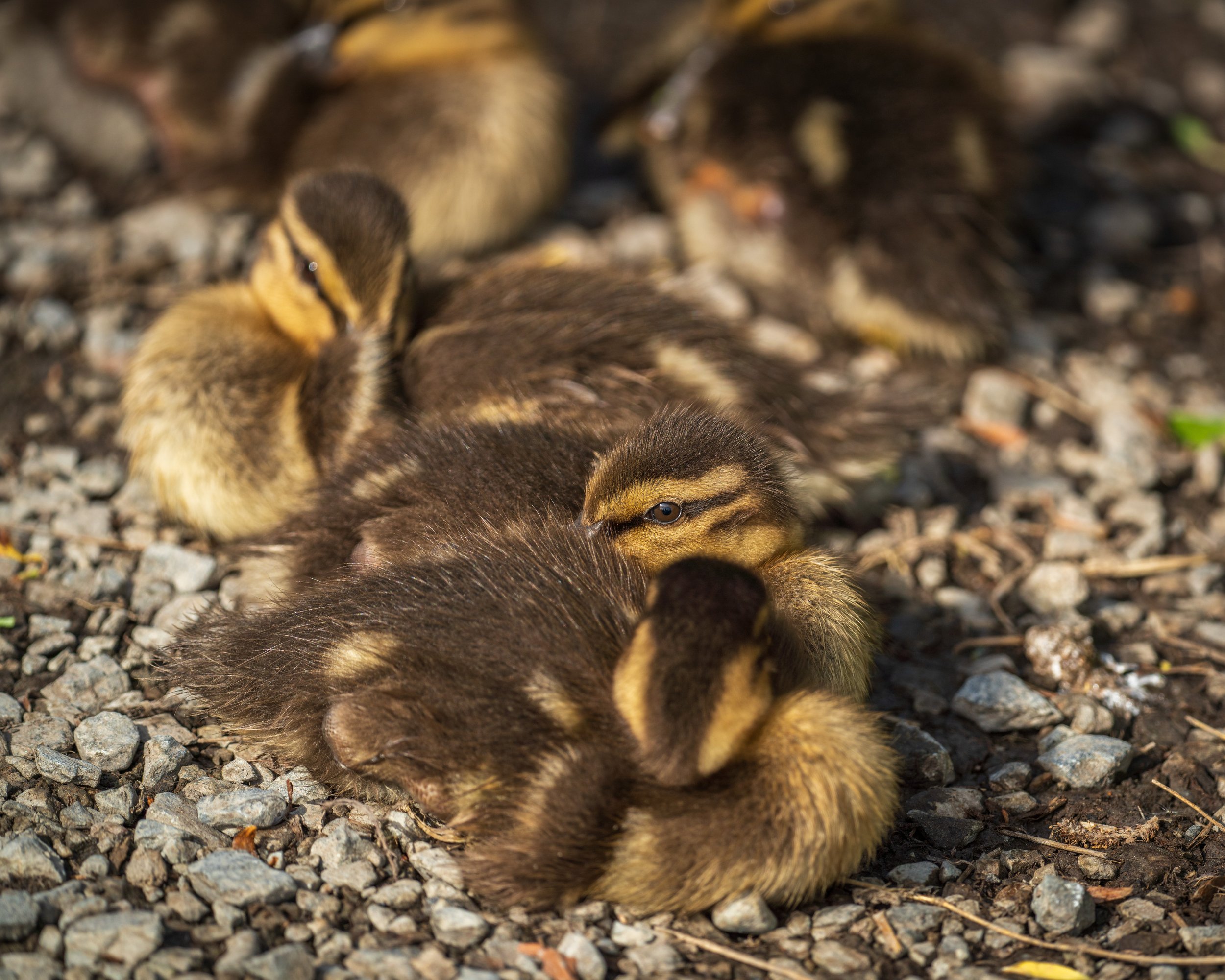 A collection of ducklings sits on the ground, one eyeing the camera.