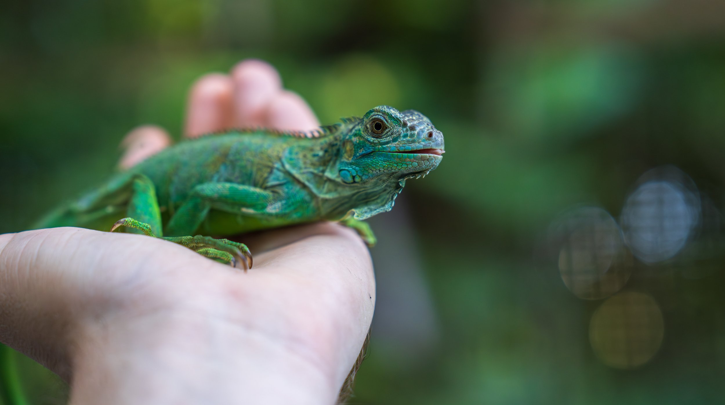  A tiny female iguana with a genetic abnormality that gave her a beautiful blue tint (photo/Jason Rafal) 