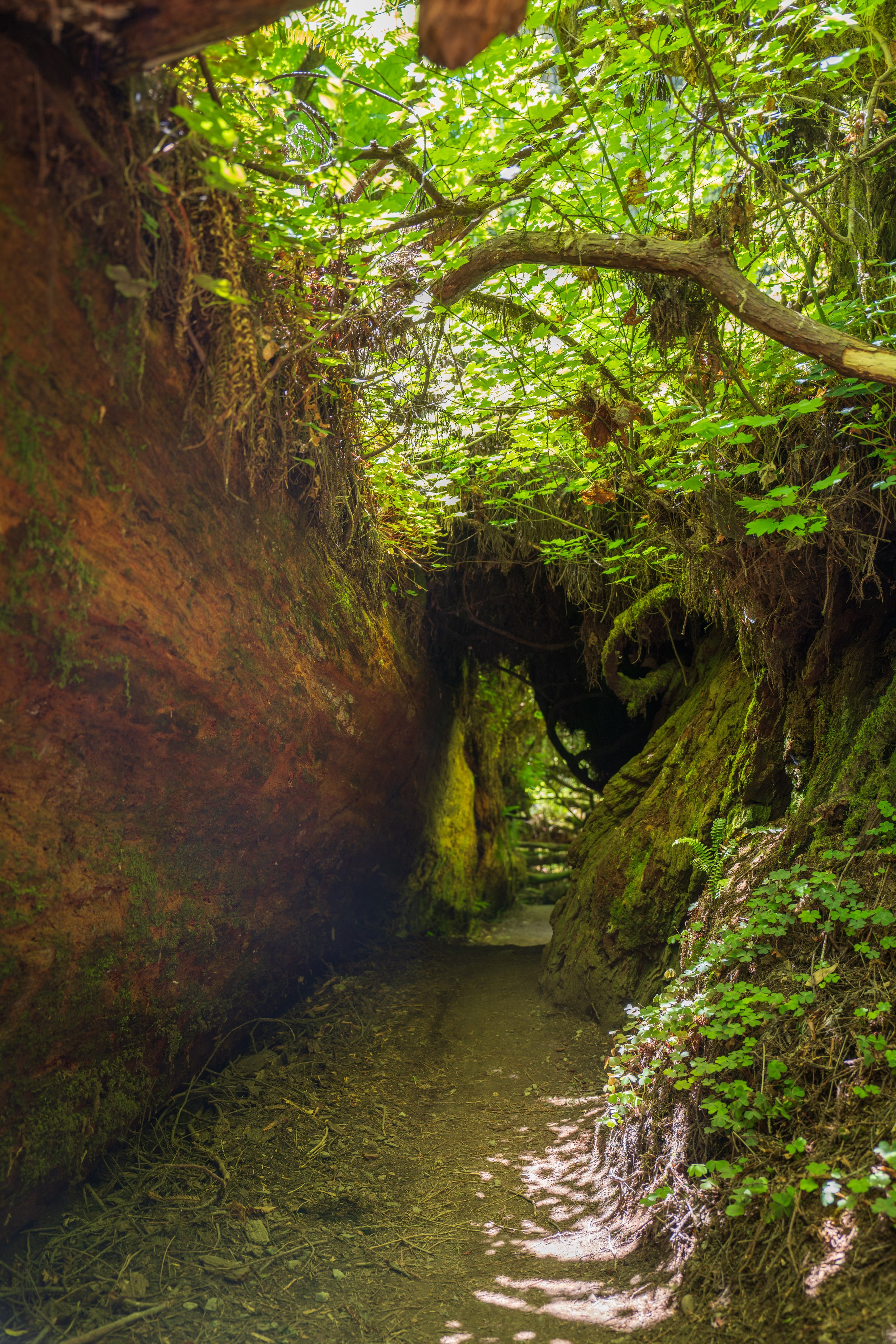  A very cool plant tunnel next to a fallen redwood (photo/Jason Rafal) 