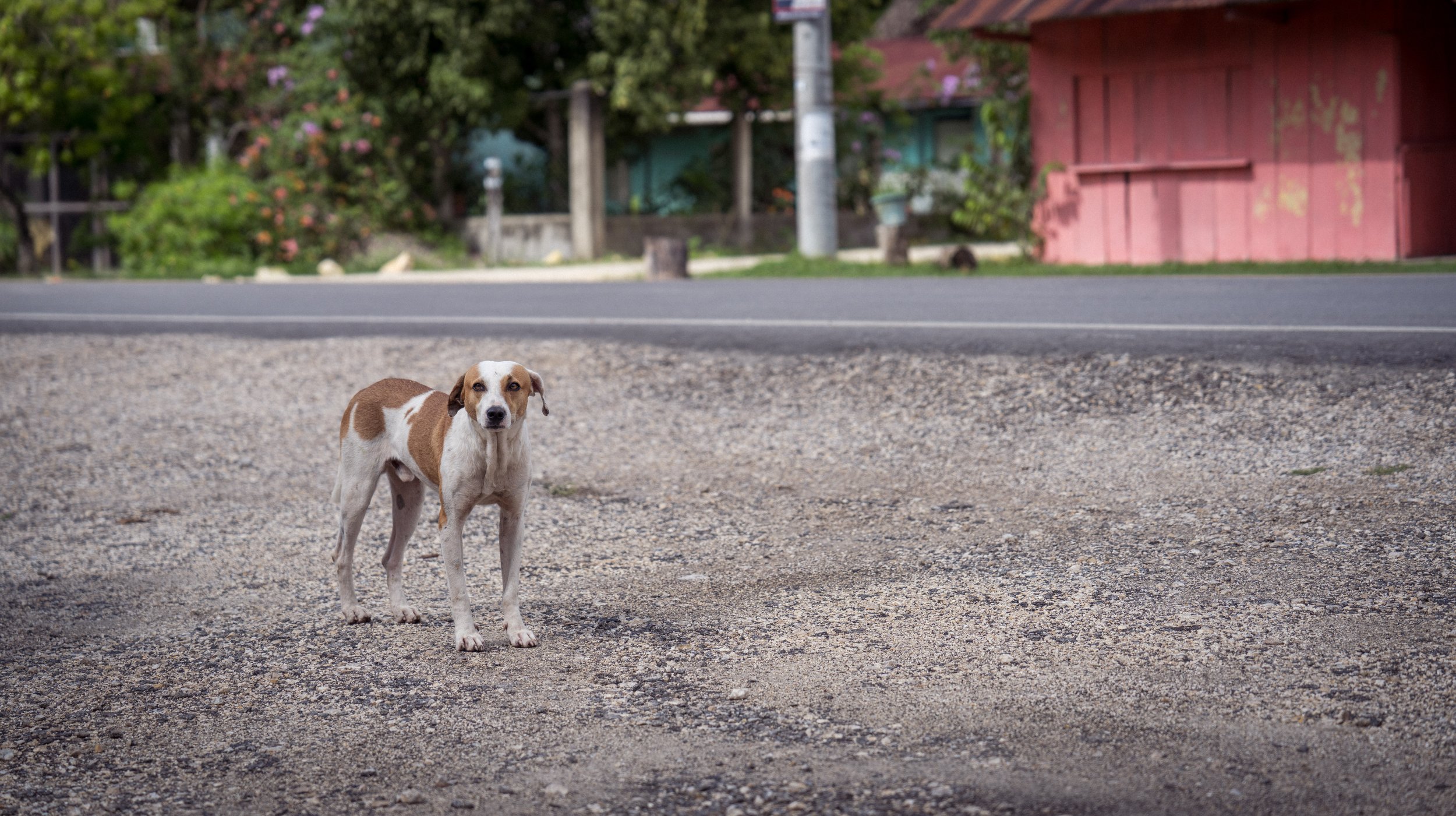  One of the cute roadside dogs (photo/Jason Rafal) 