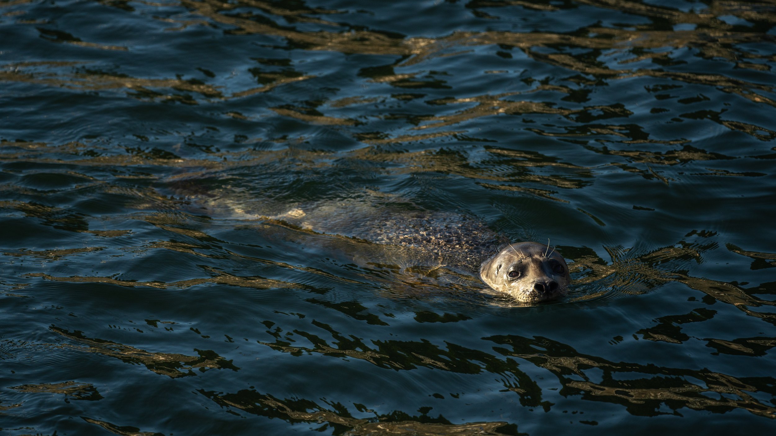  A seal looking for lunch at the Ballad Locks (photo/Jason Rafal) 