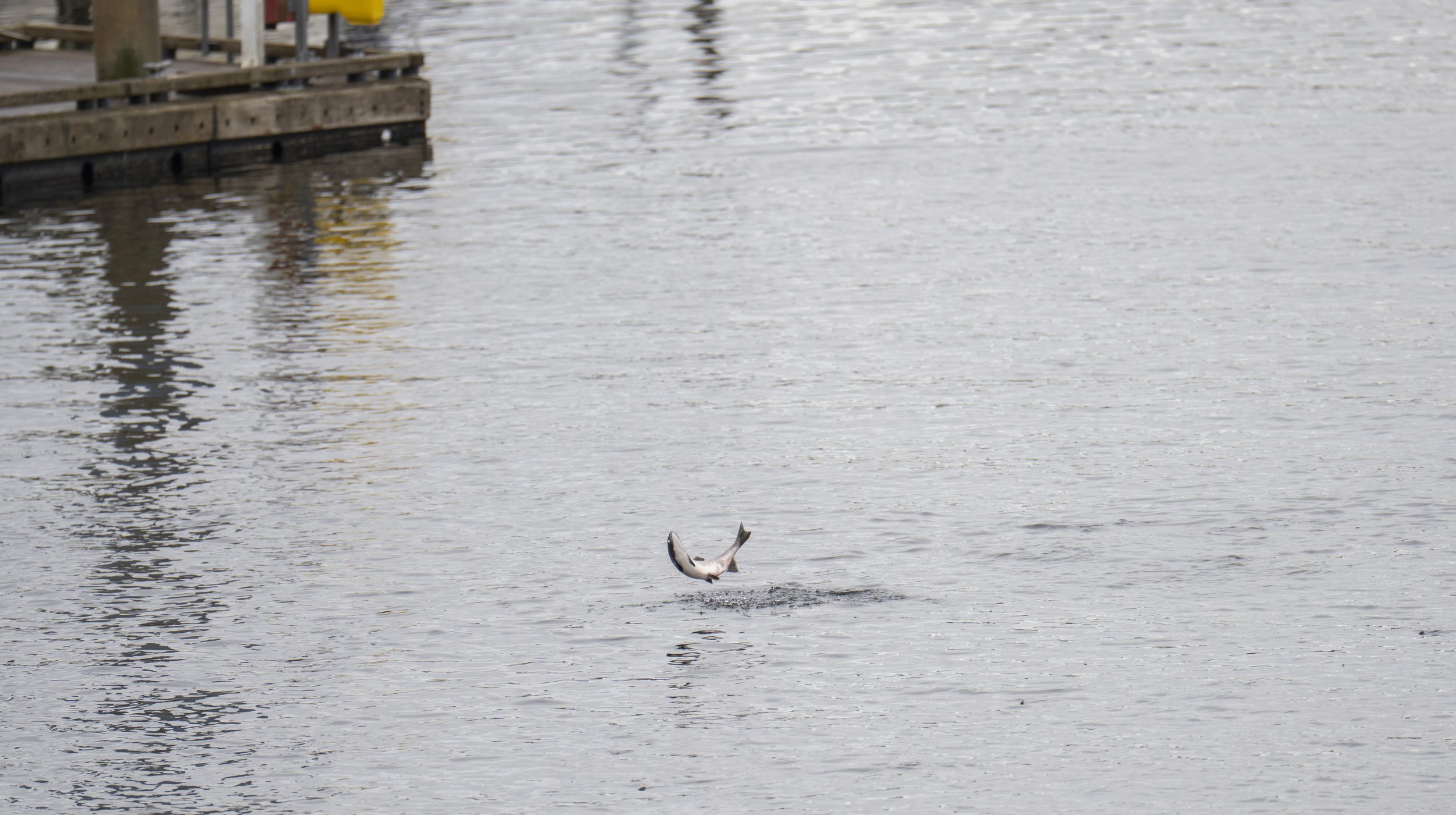 A salmon jumping out of the river.