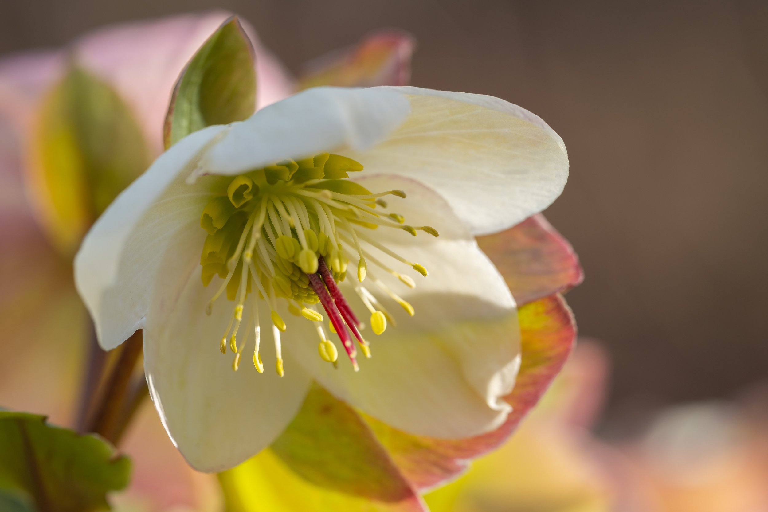  A lovely Christmas rose (photo/Jason Rafal) 