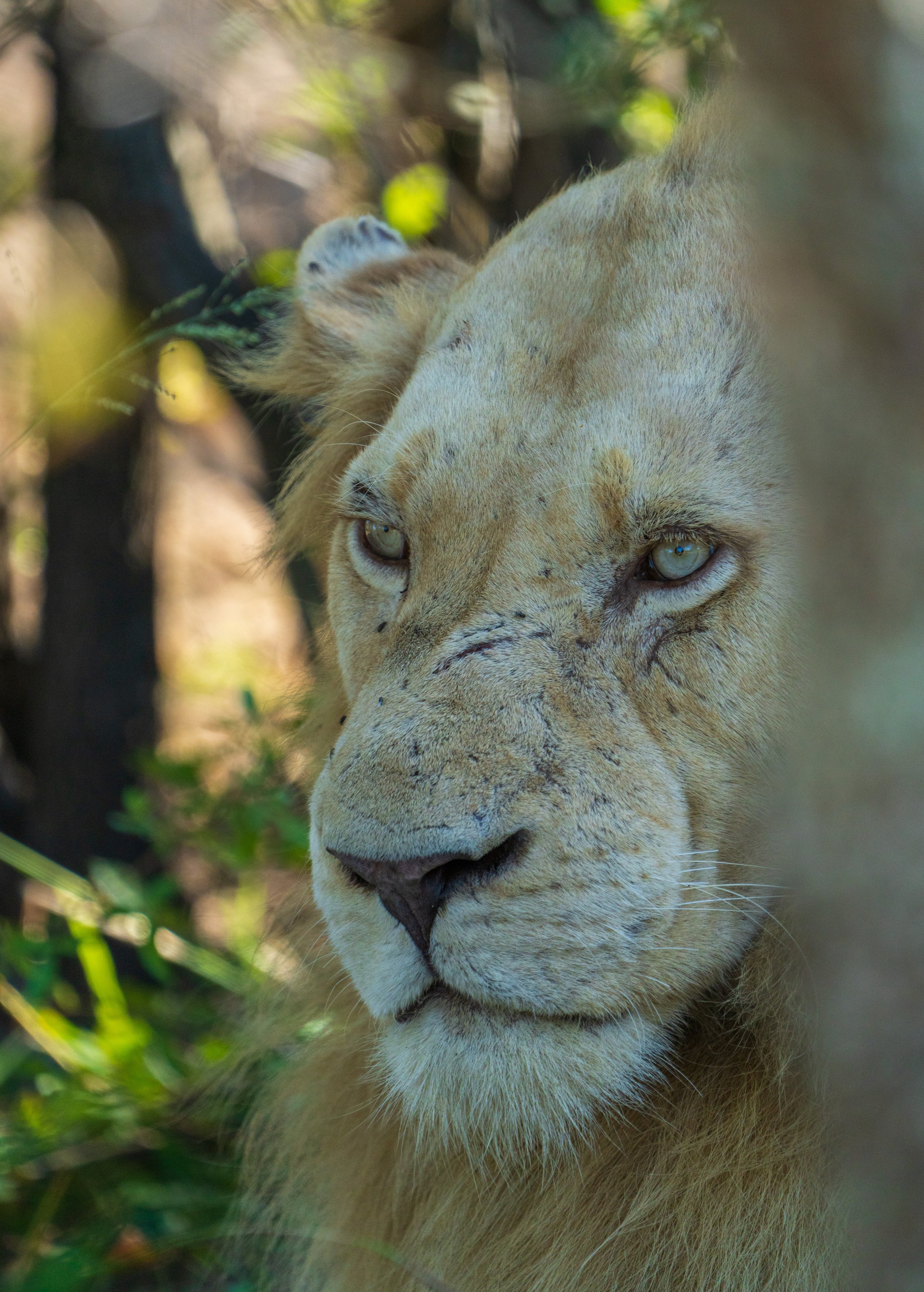 The incredibly dramatic white lion (photo/Jason Rafal)