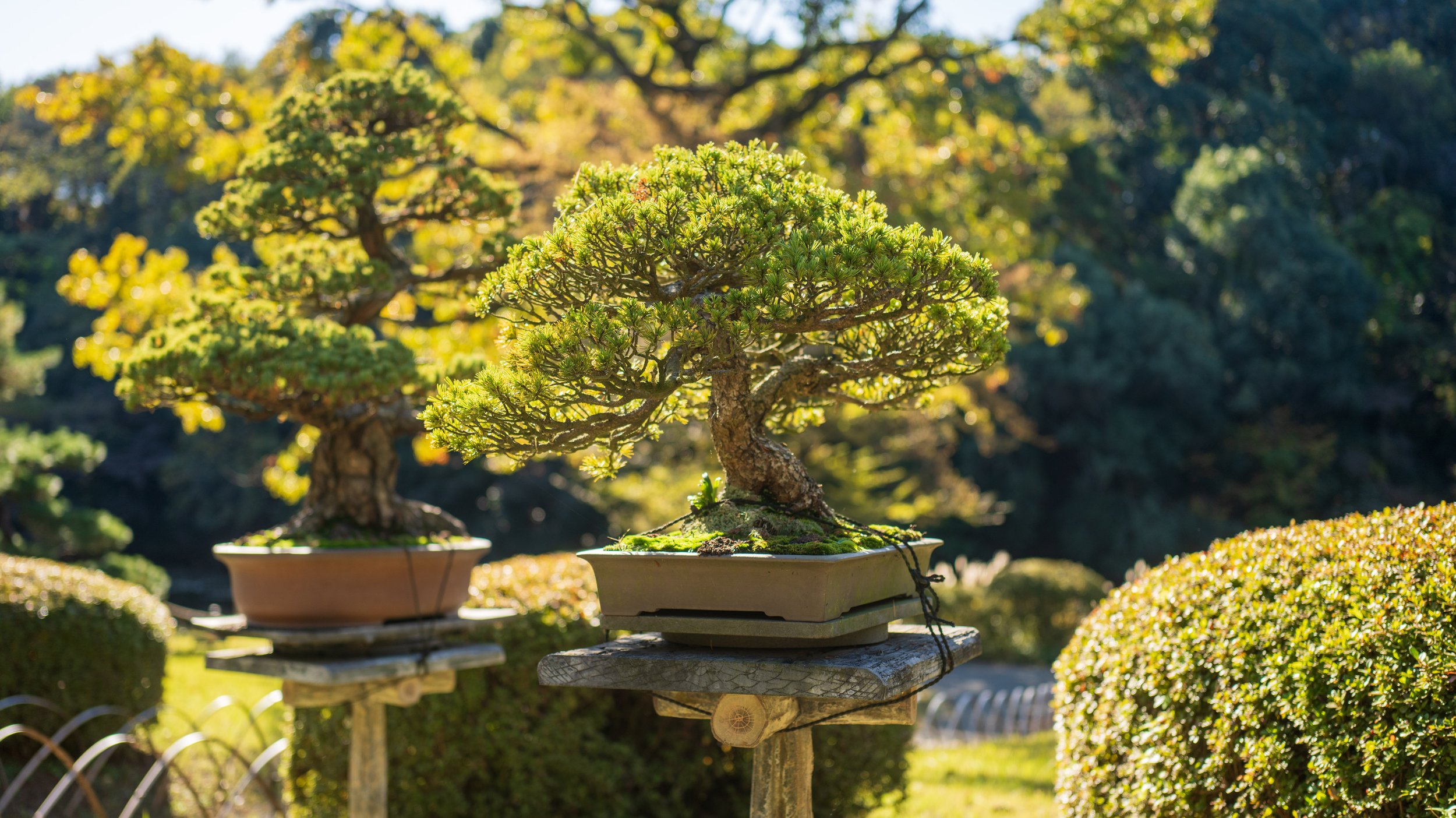  Bonsai trees in Meiji Jingu Gyoen (photo/Jason Rafal) 
