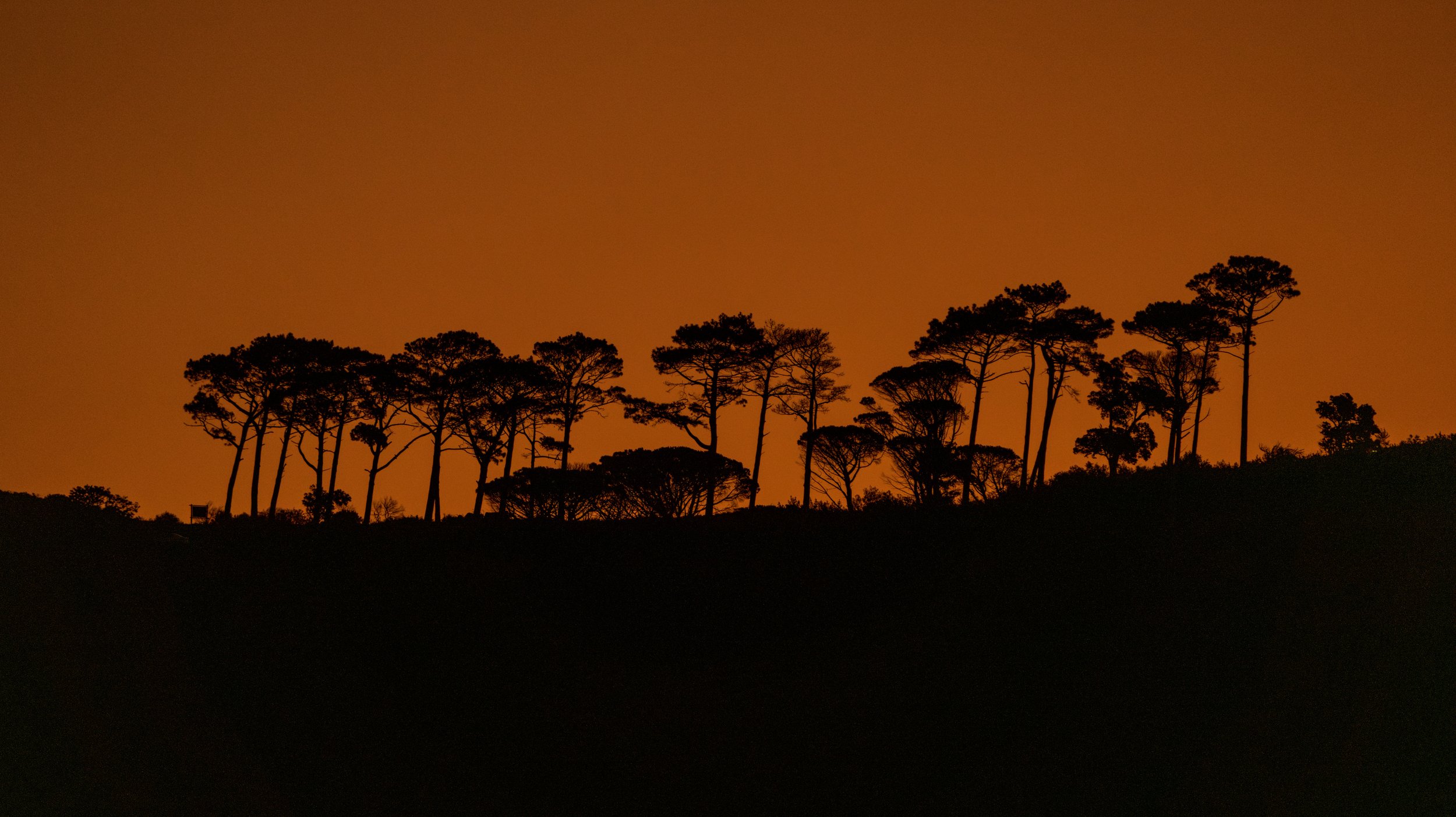  Trees along the ridge of Signal Hill (photo/Jason Rafal) 