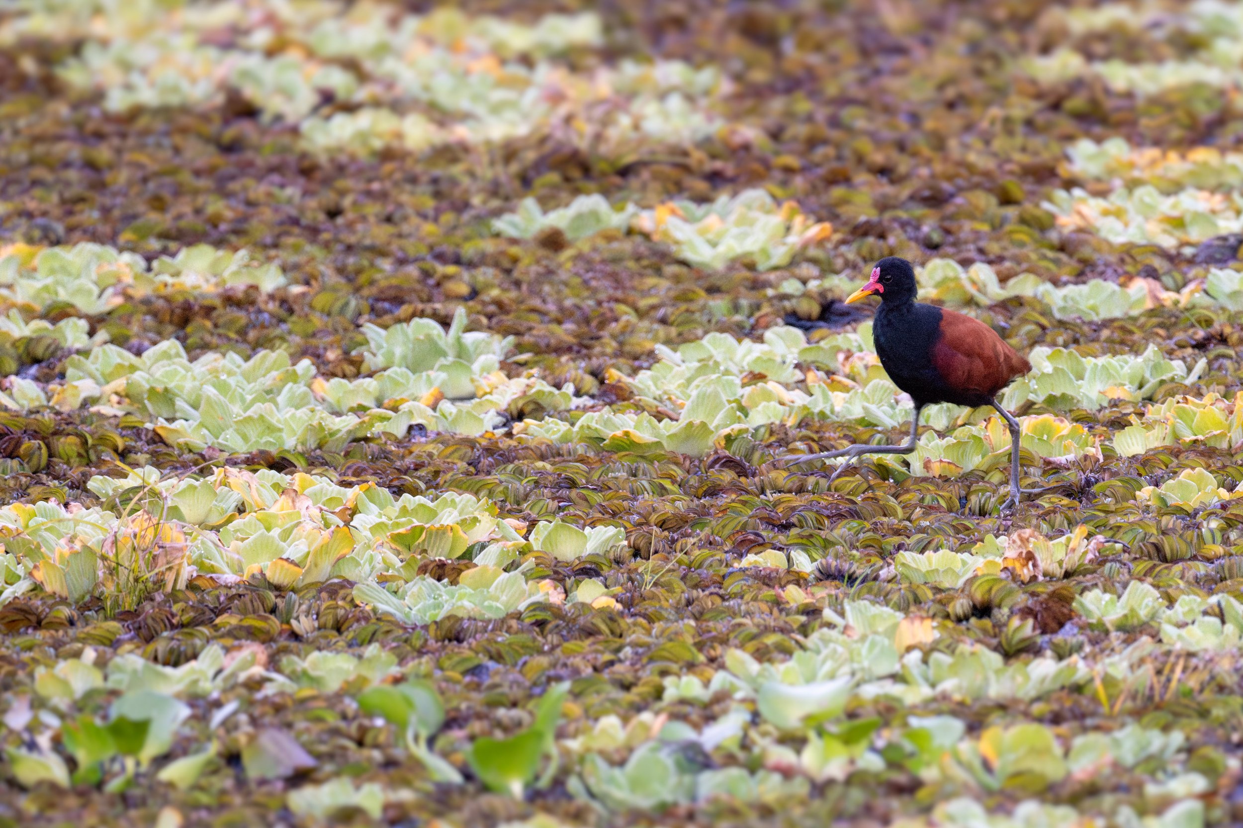  Watching the wattled jacana walk across water plants with its incredibly long toes was fascinating (photo/Jason Rafal) 