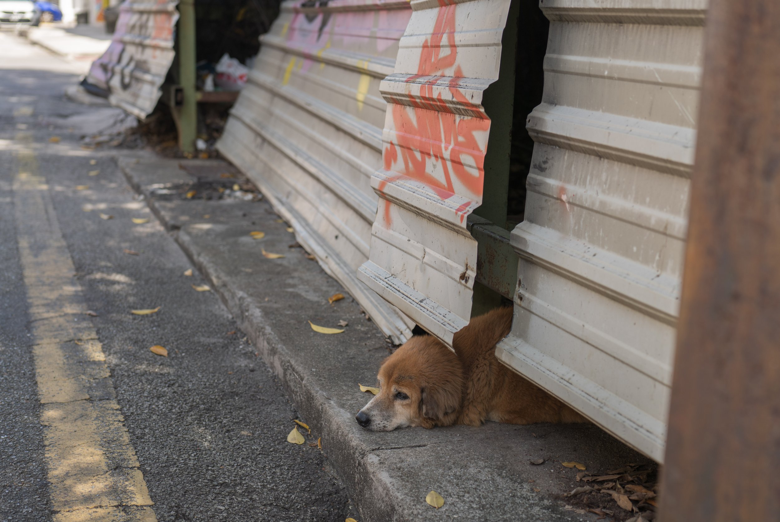 A dog sleeping under a shed wall.