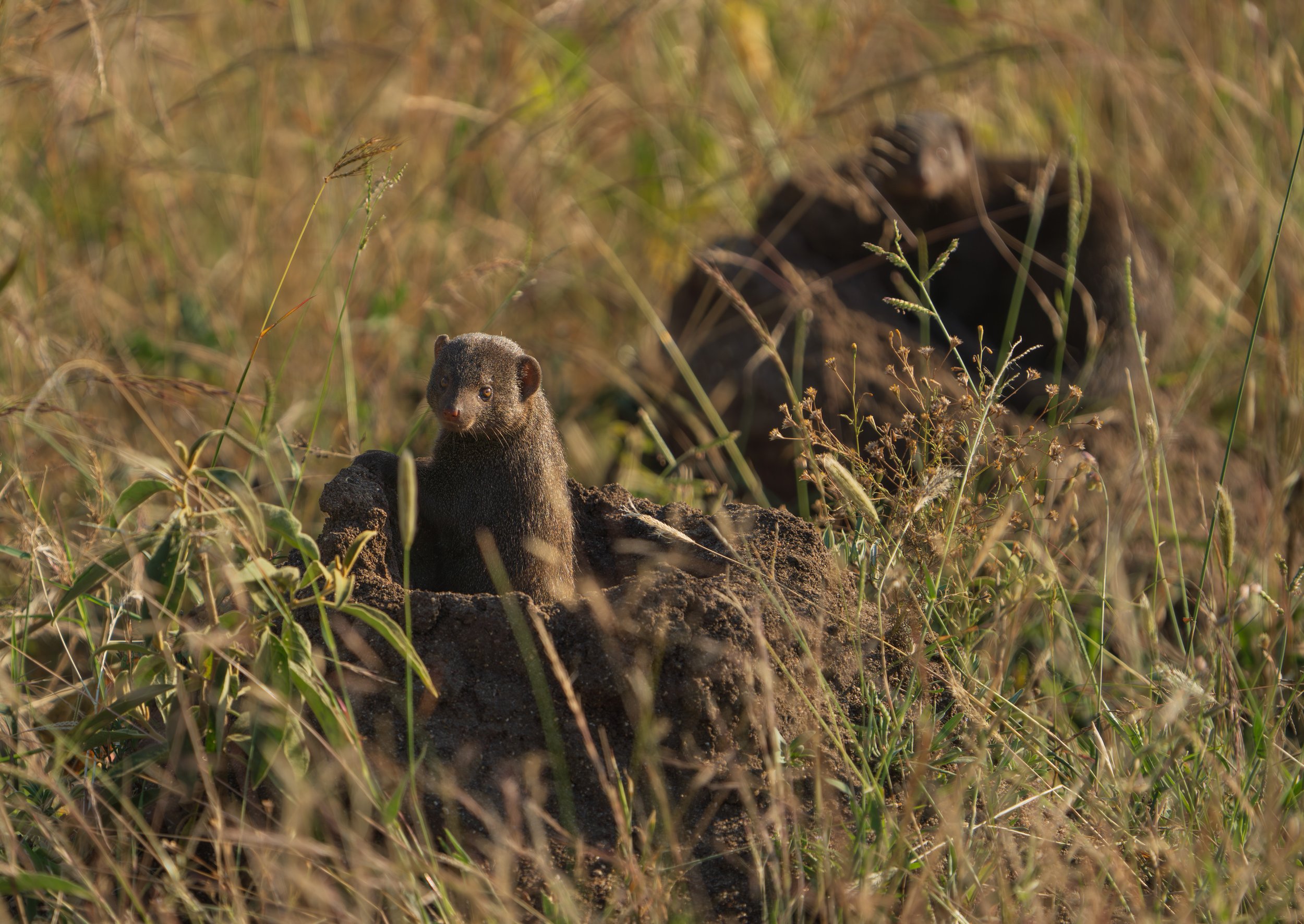 A cute dwarf mongoose next to the road (photo/Jason Rafal)