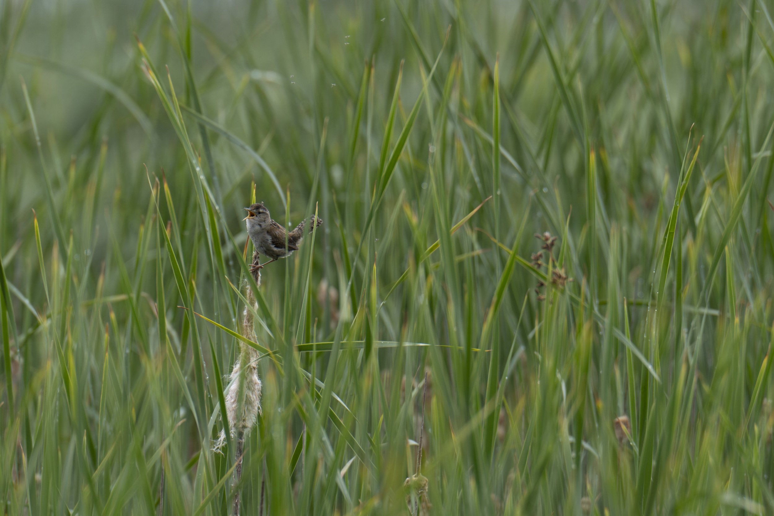  A very noisy songbird (photo/Jason Rafal) 