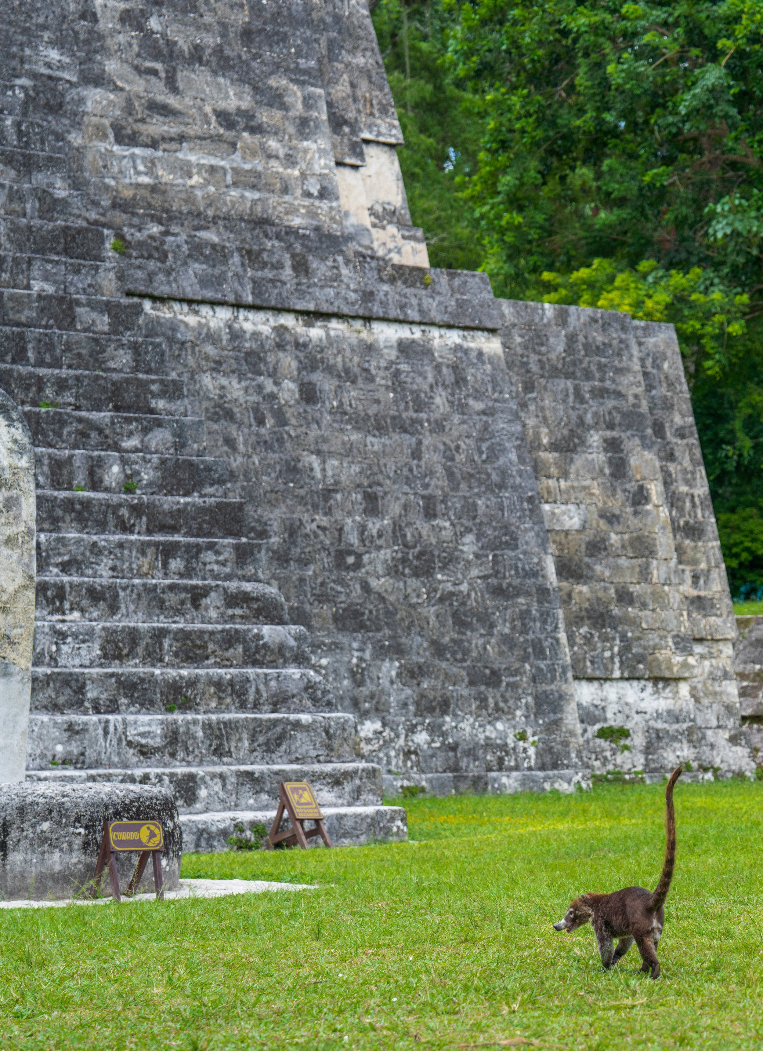  A coati strolling toward one of the temples (photo/Jason Rafal) 