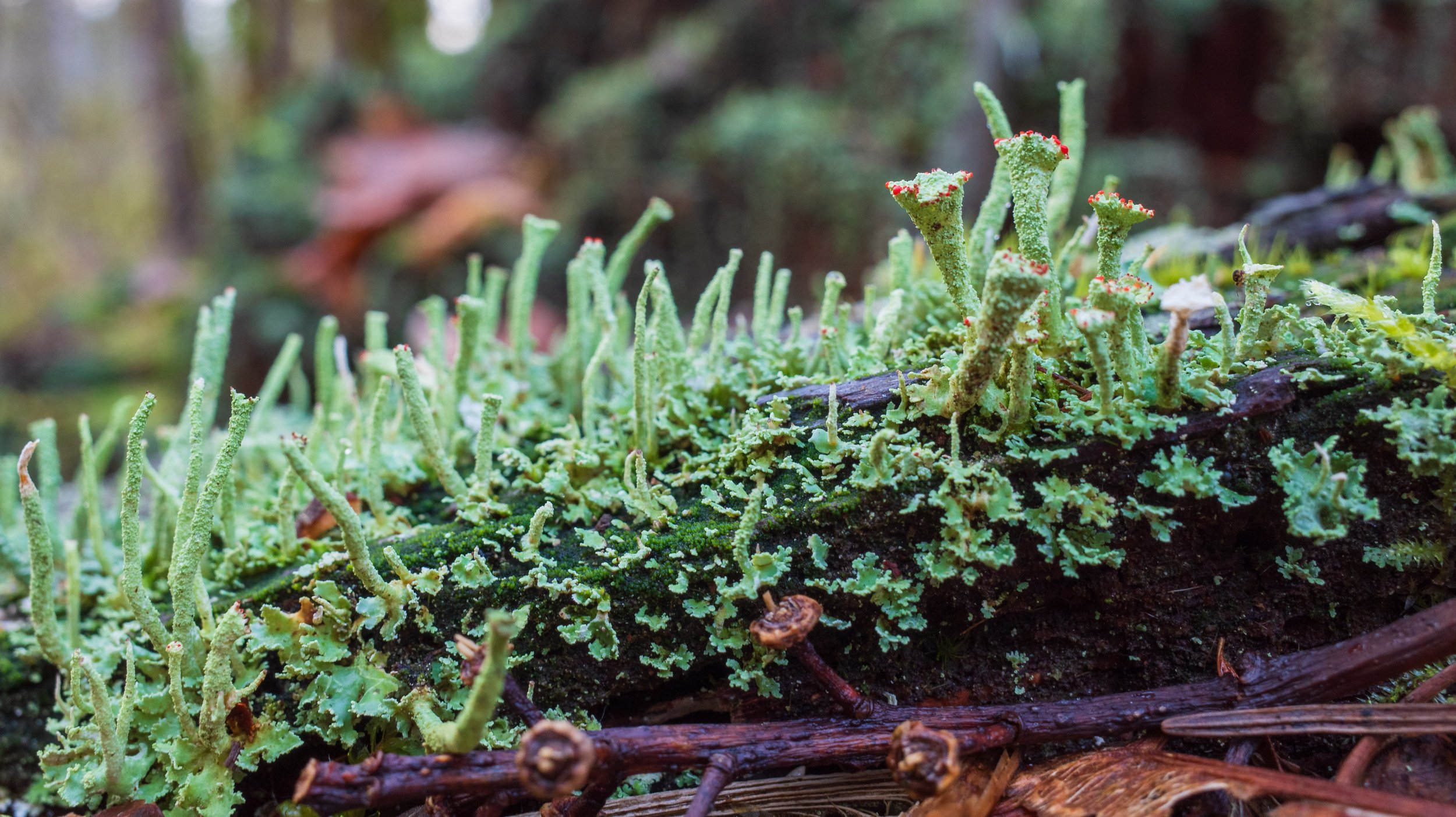  We have so many interesting different types of algae and fungi (photo/Jason Rafal) 