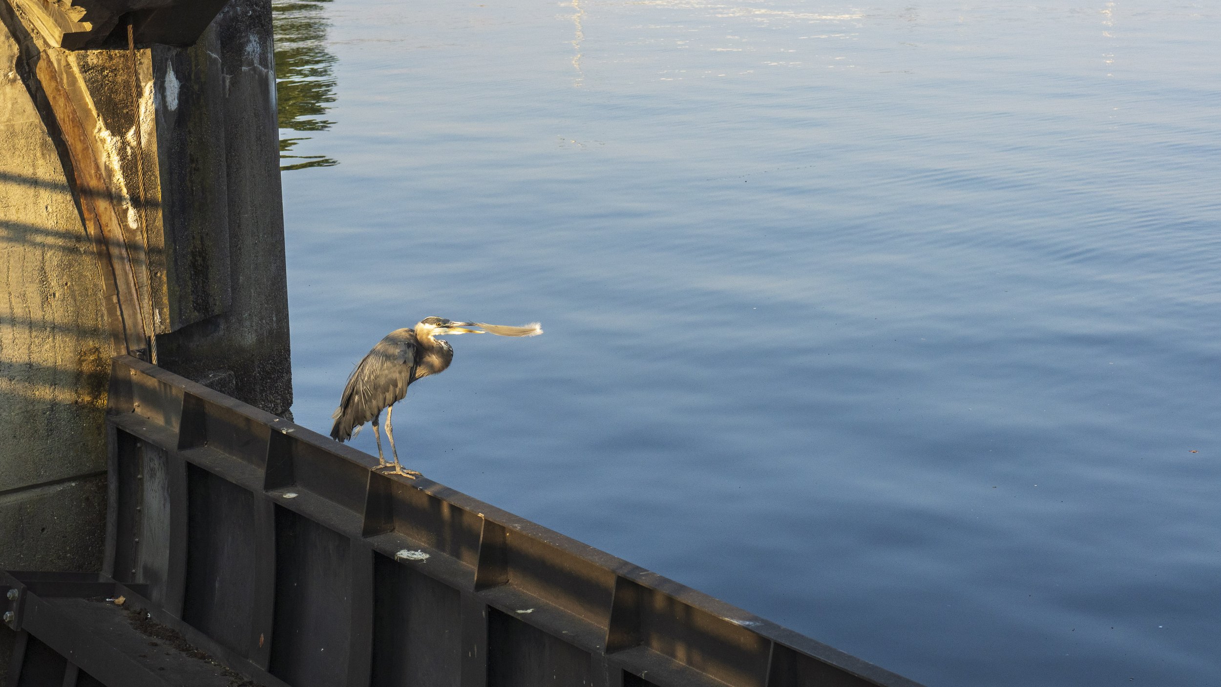  This heron was preening itself and releasing its feathers into the wind (photo/Jason Rafal) 