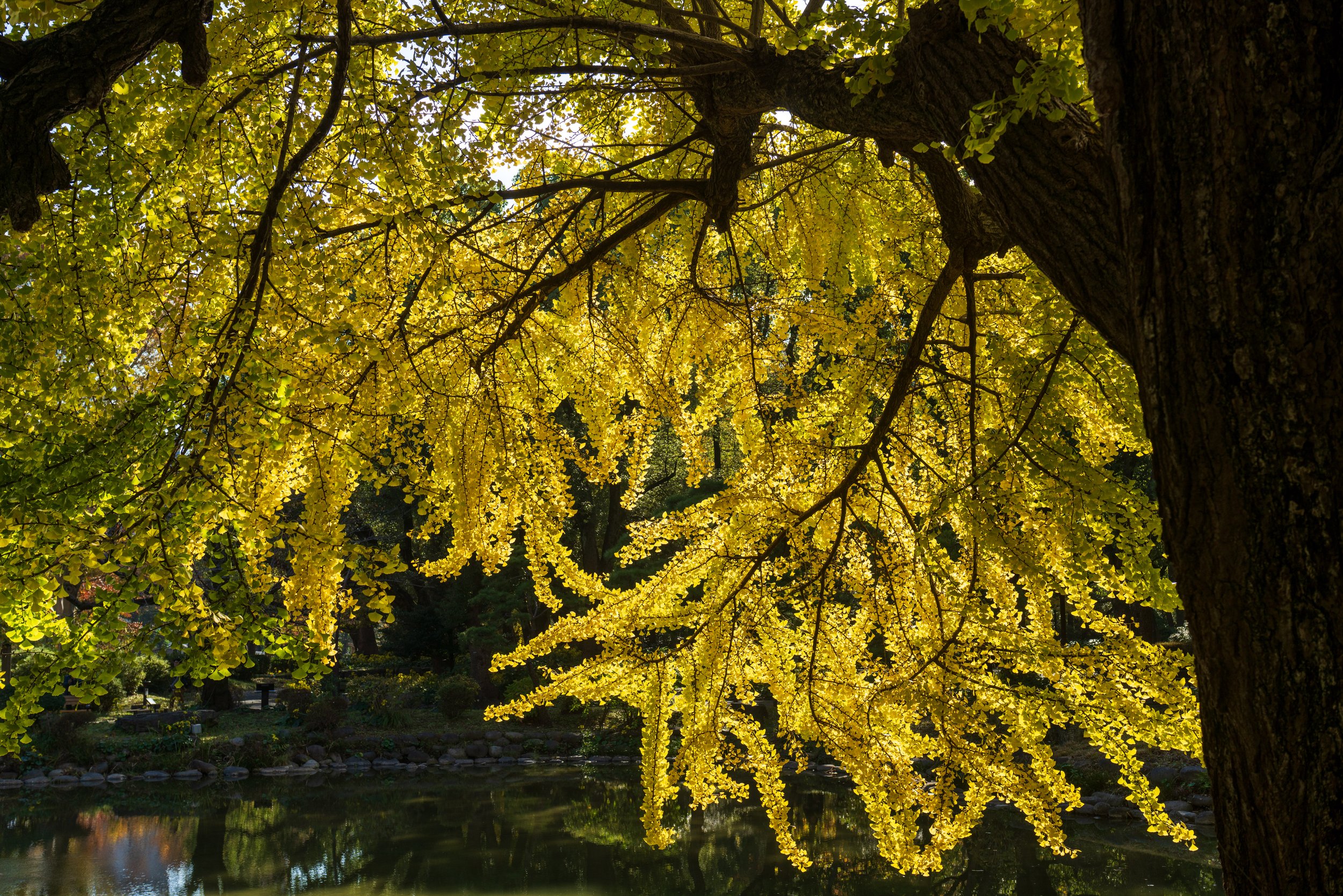  Amazing ginkgo leaves at Hibiya Park (photo/Jason Rafal) 