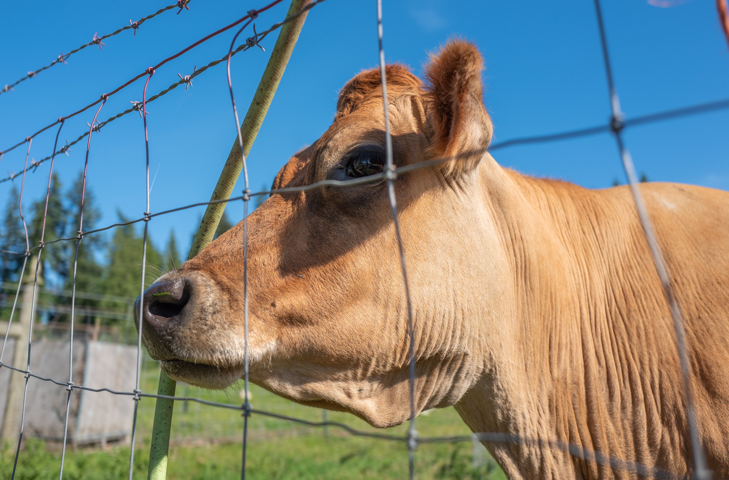  A majestic cow (photo/Jason Rafal) 