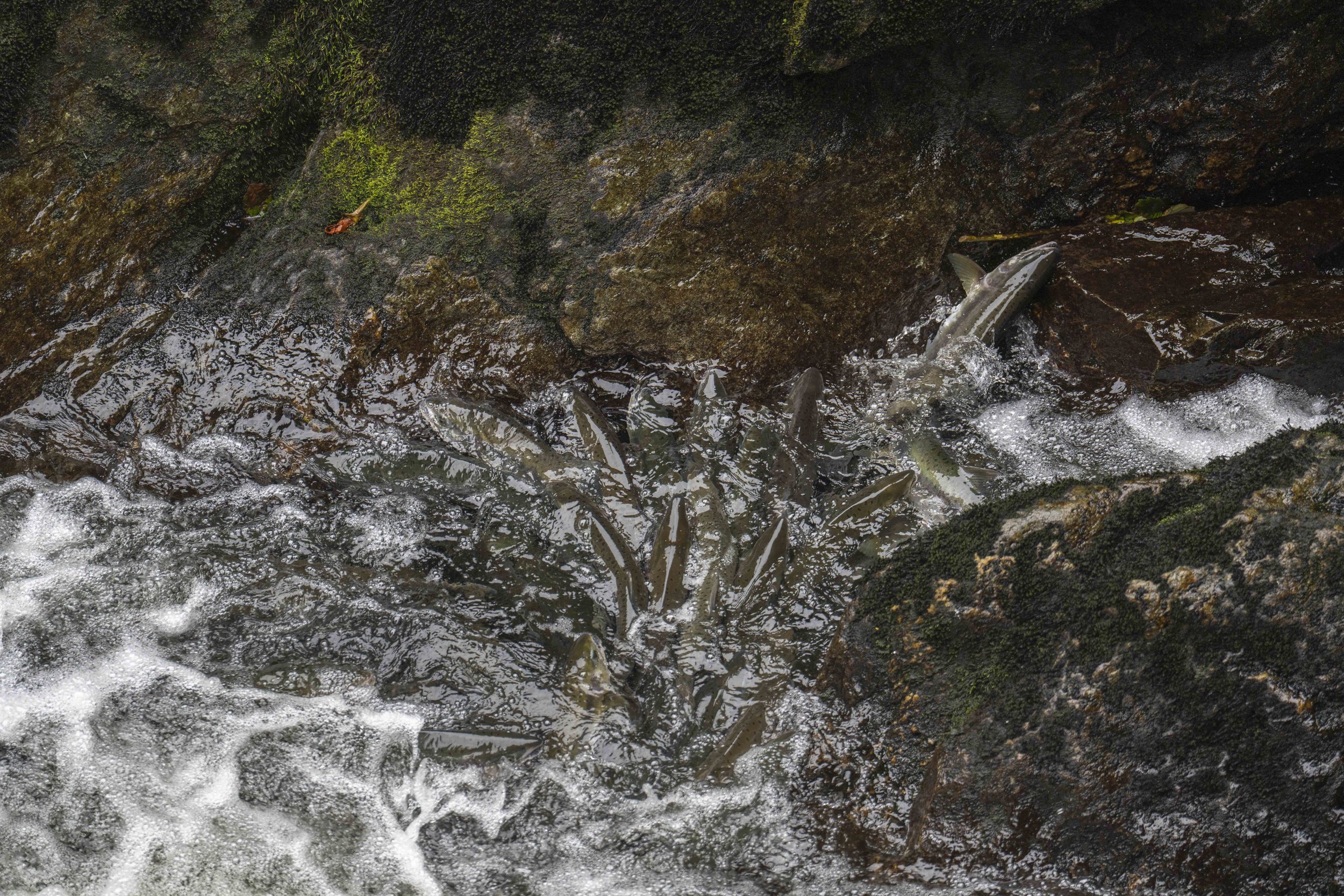 Fish cramming into the rock wall corner of a river.