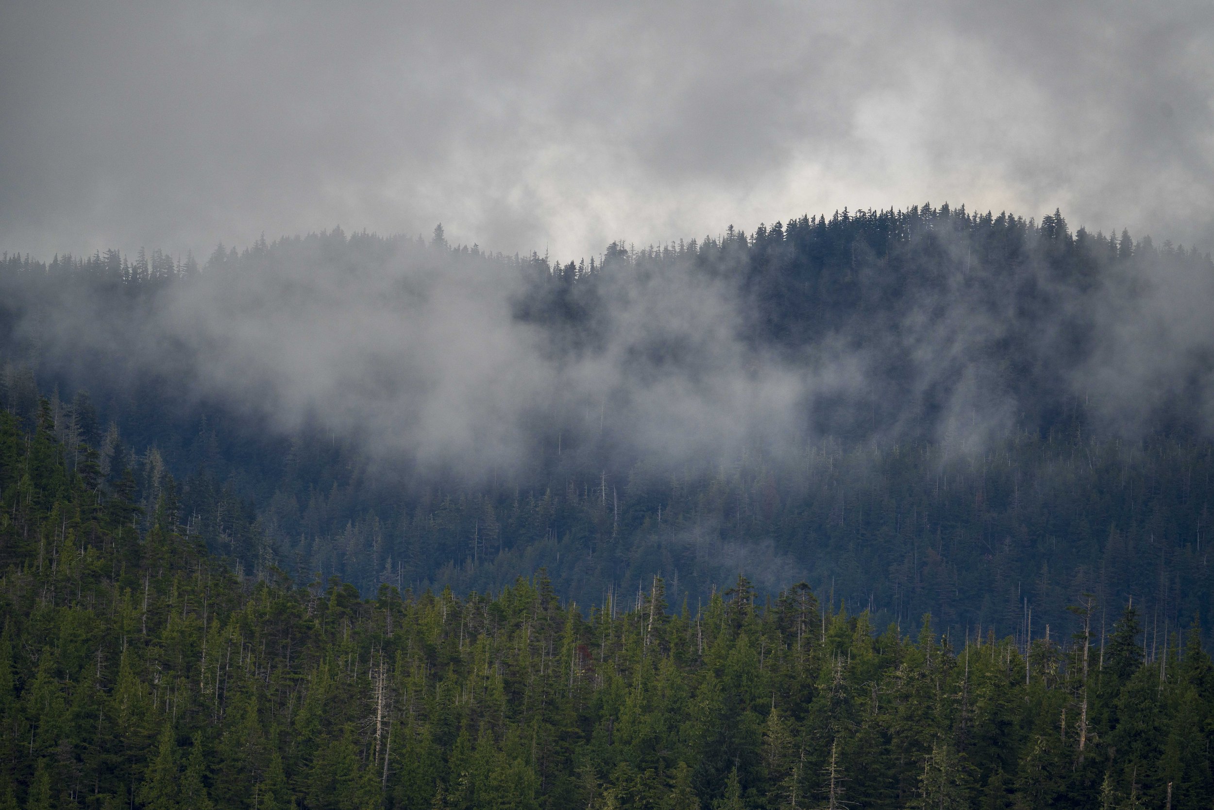 Thin low clouds over a forest of trees.