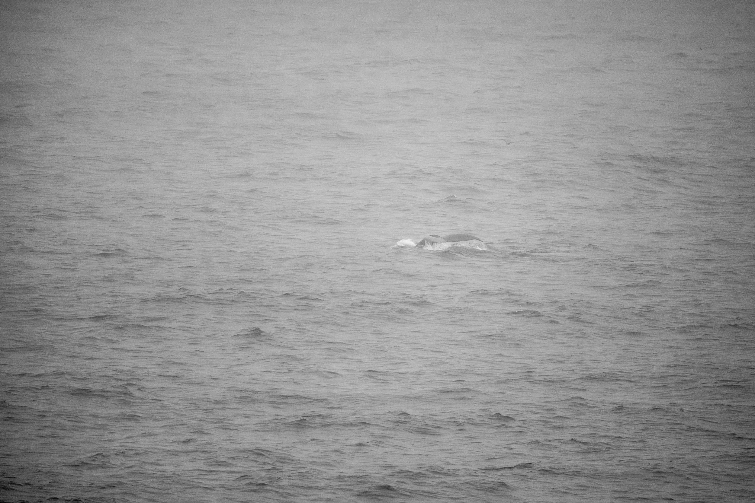 A humpback whale tail in the misty water.