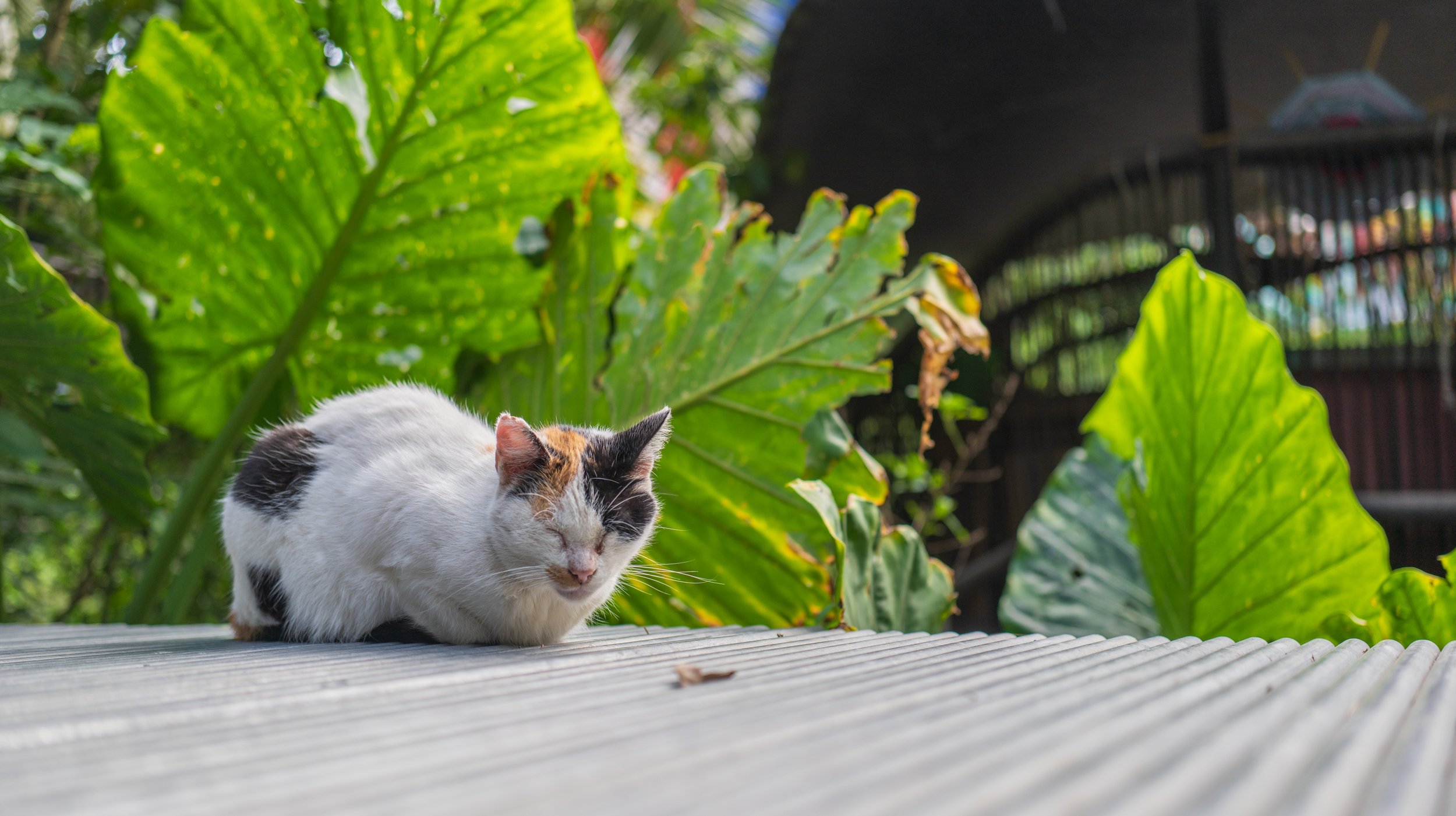 Another sleepy kitty (photo/Jason Rafal)