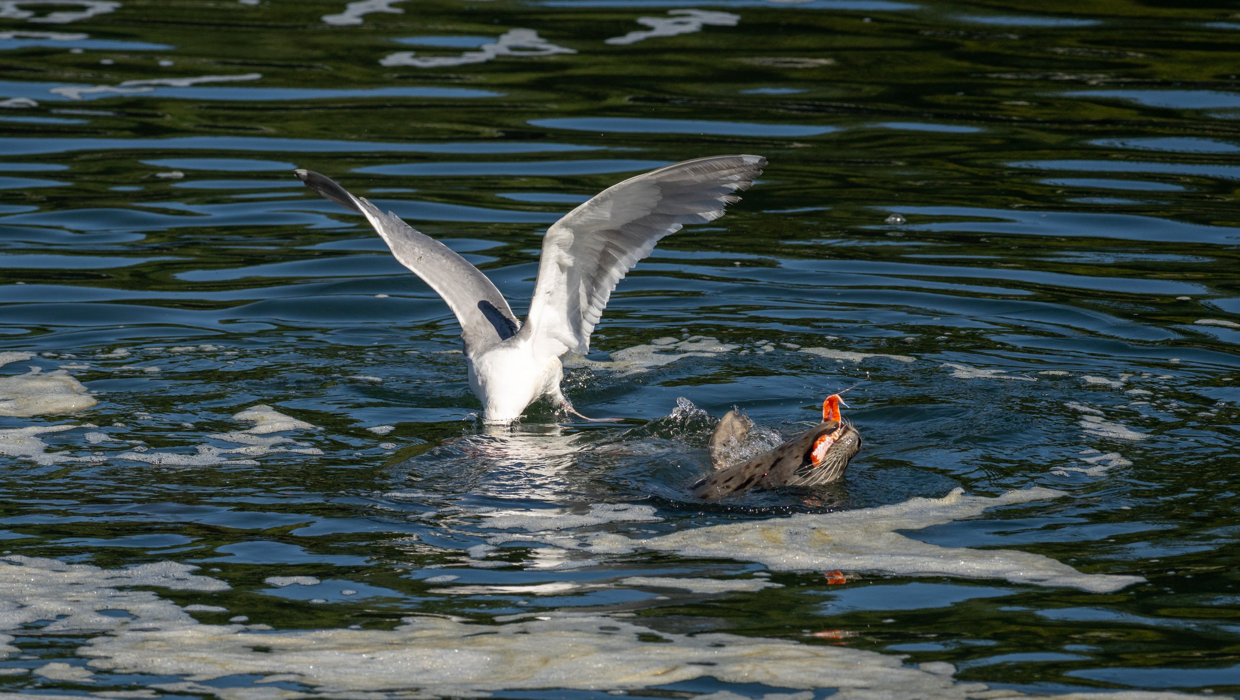 A seal eating a salmon.