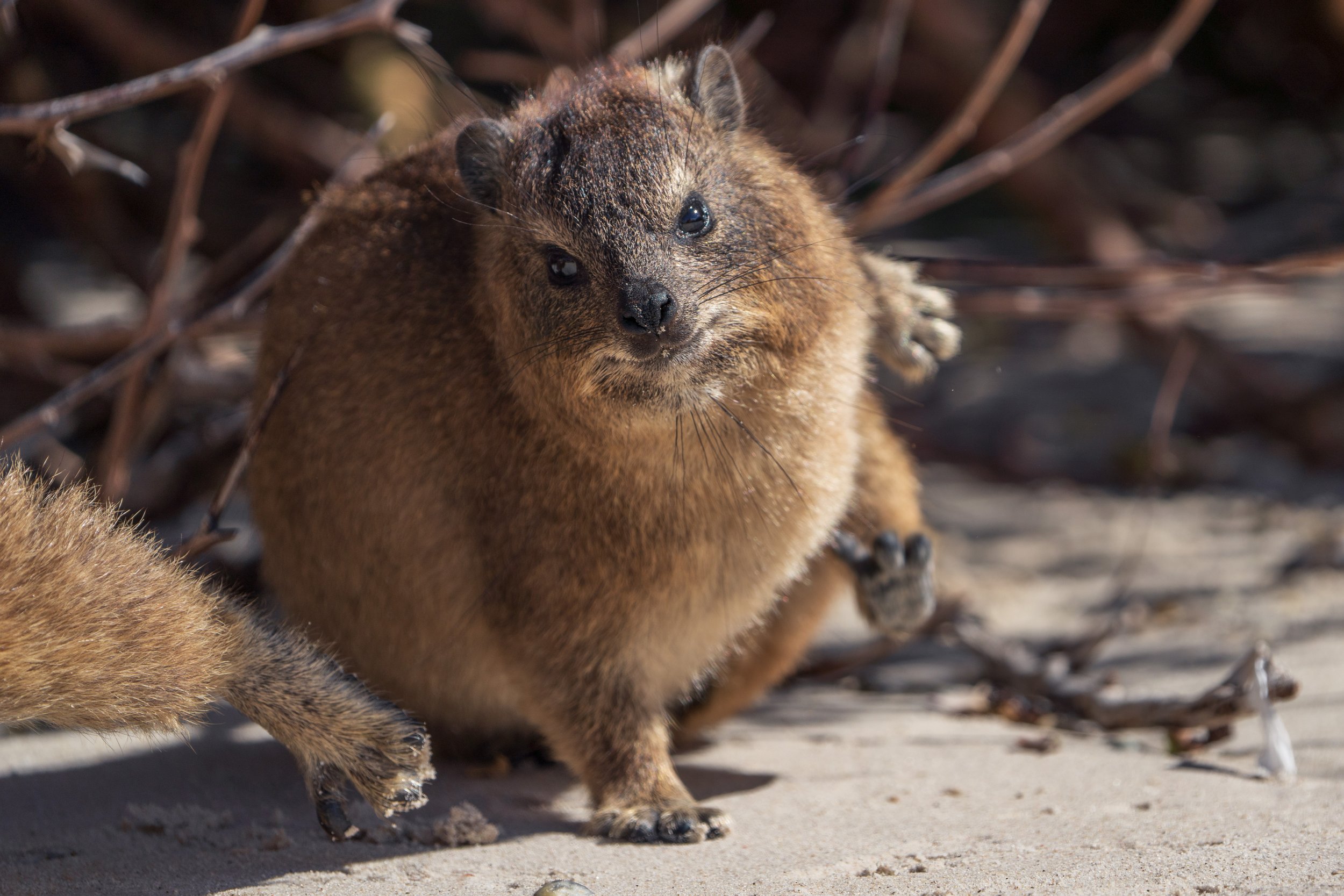  Dassies are delightfully awkward (photo/Jason Rafal) 