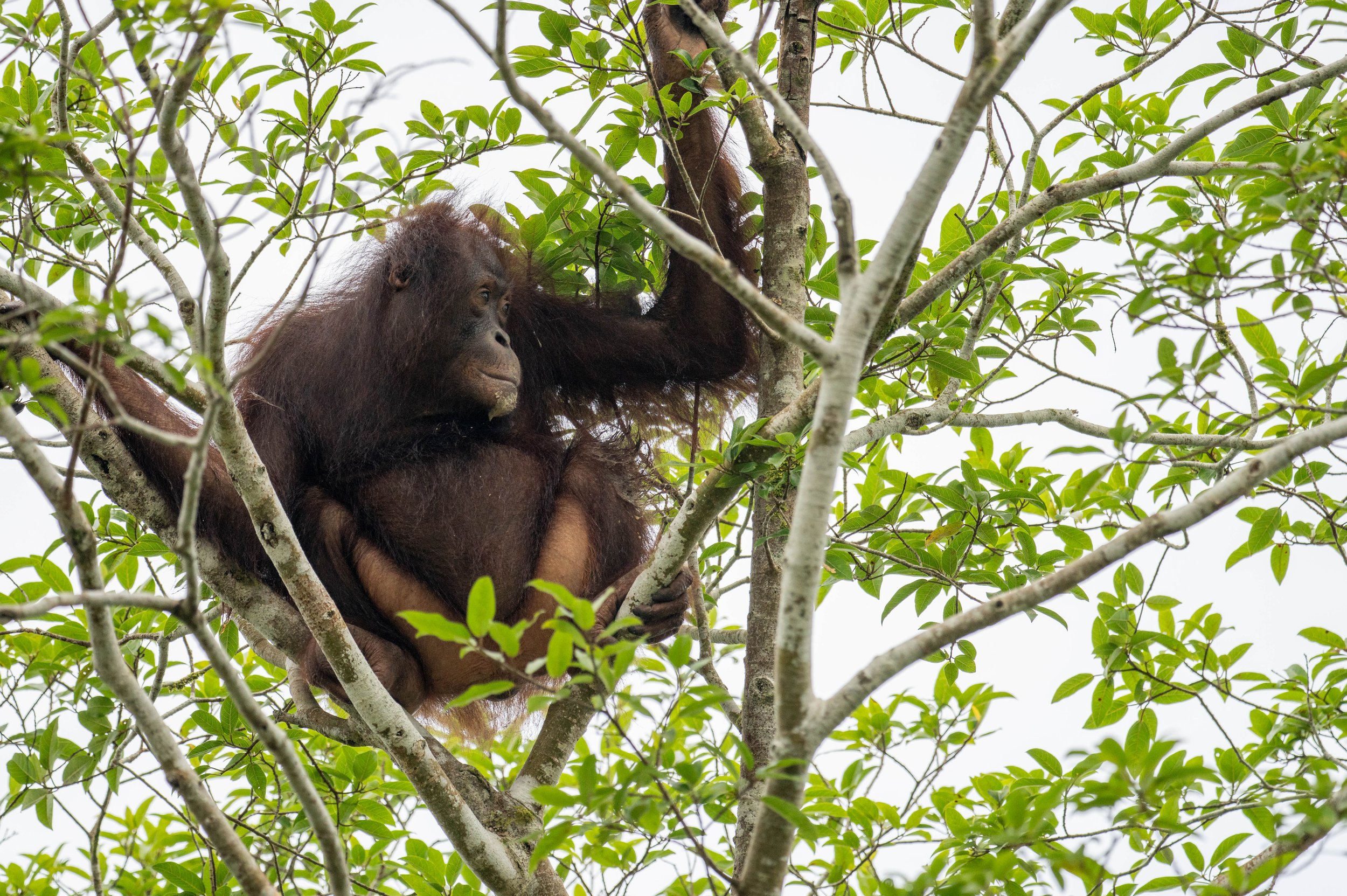A large orangutan sitting in a tree and looking to the side.