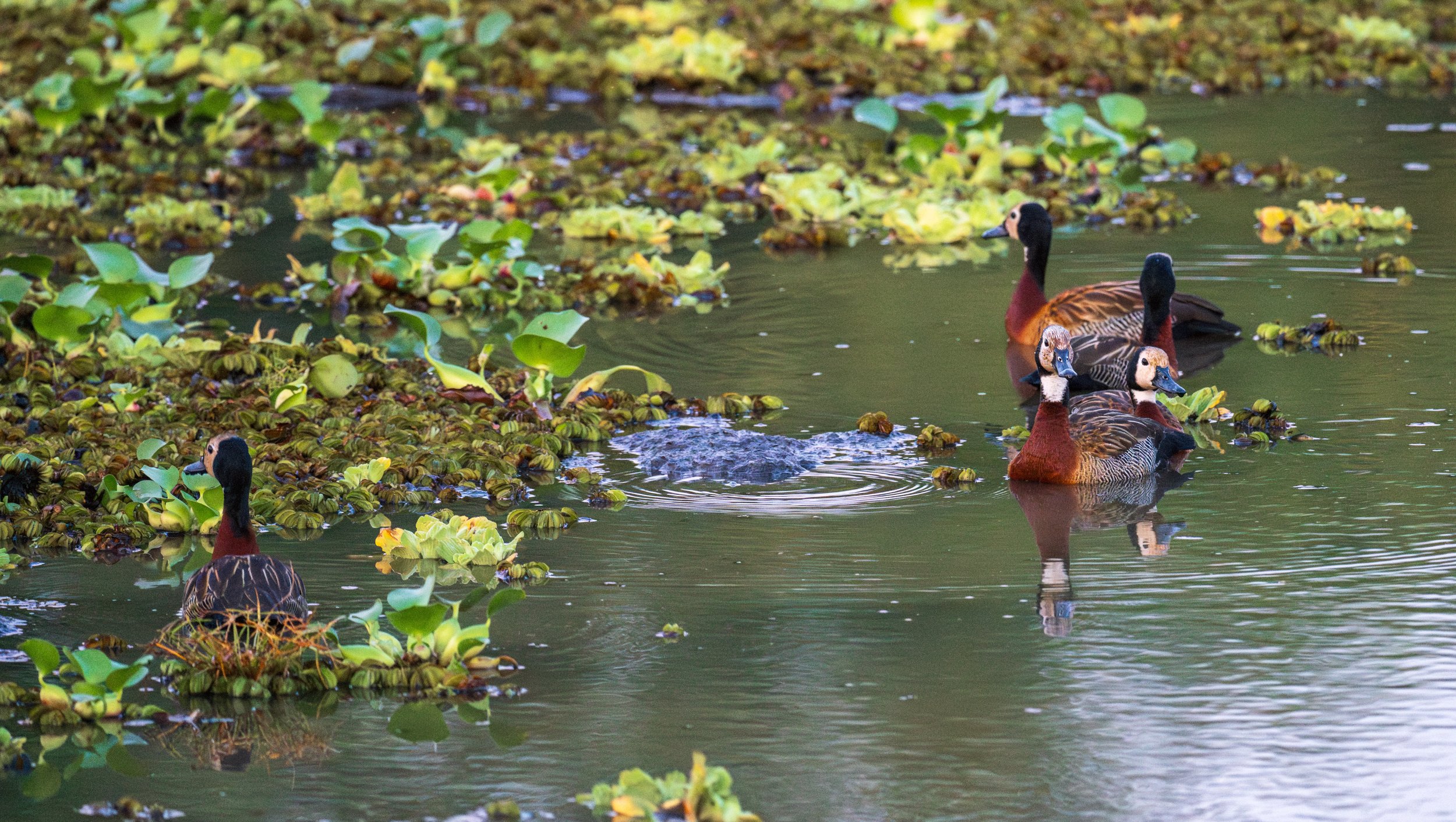  White-faced whistling ducks (photo/Jason Rafal) 