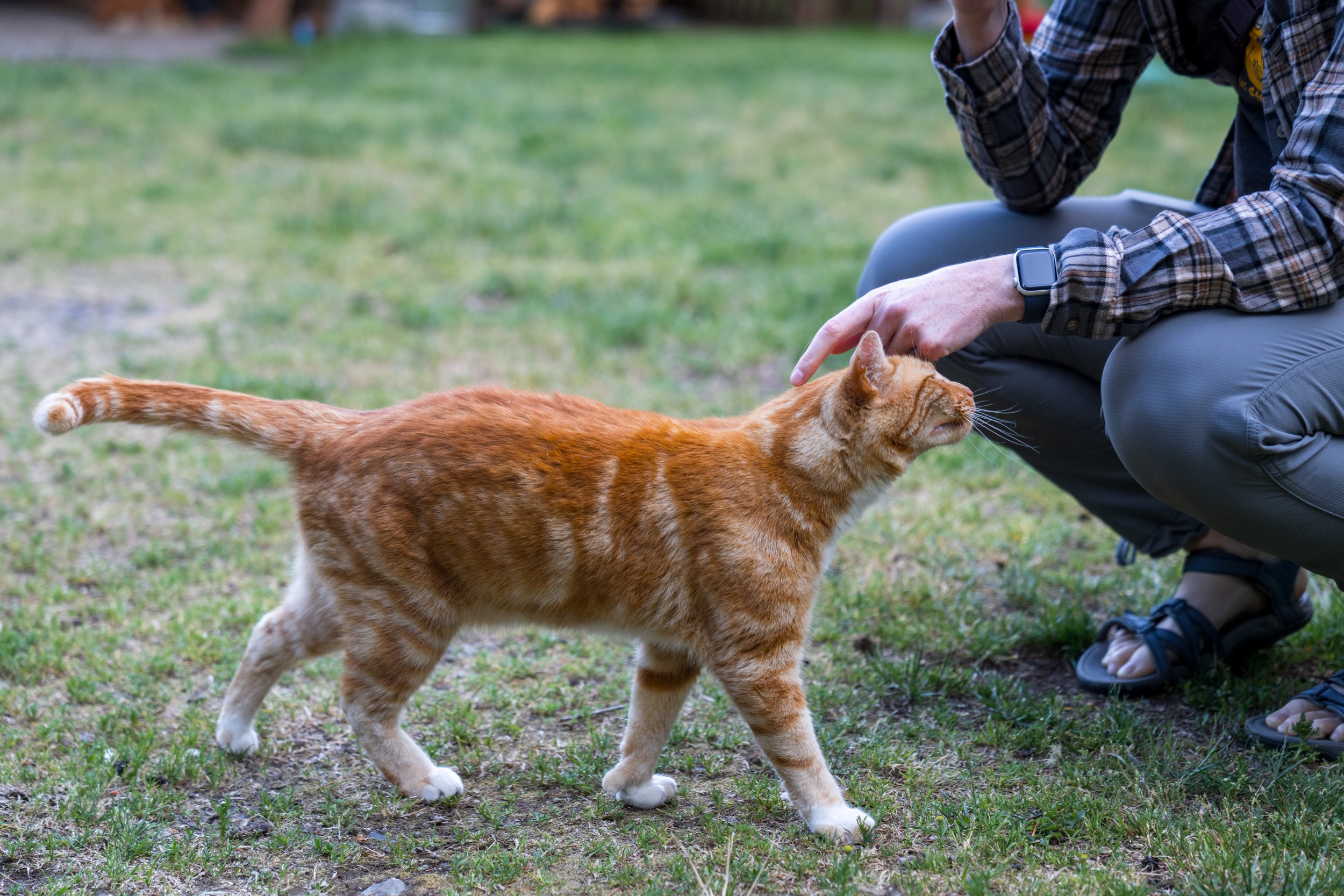 Nicole petting an orange cat.