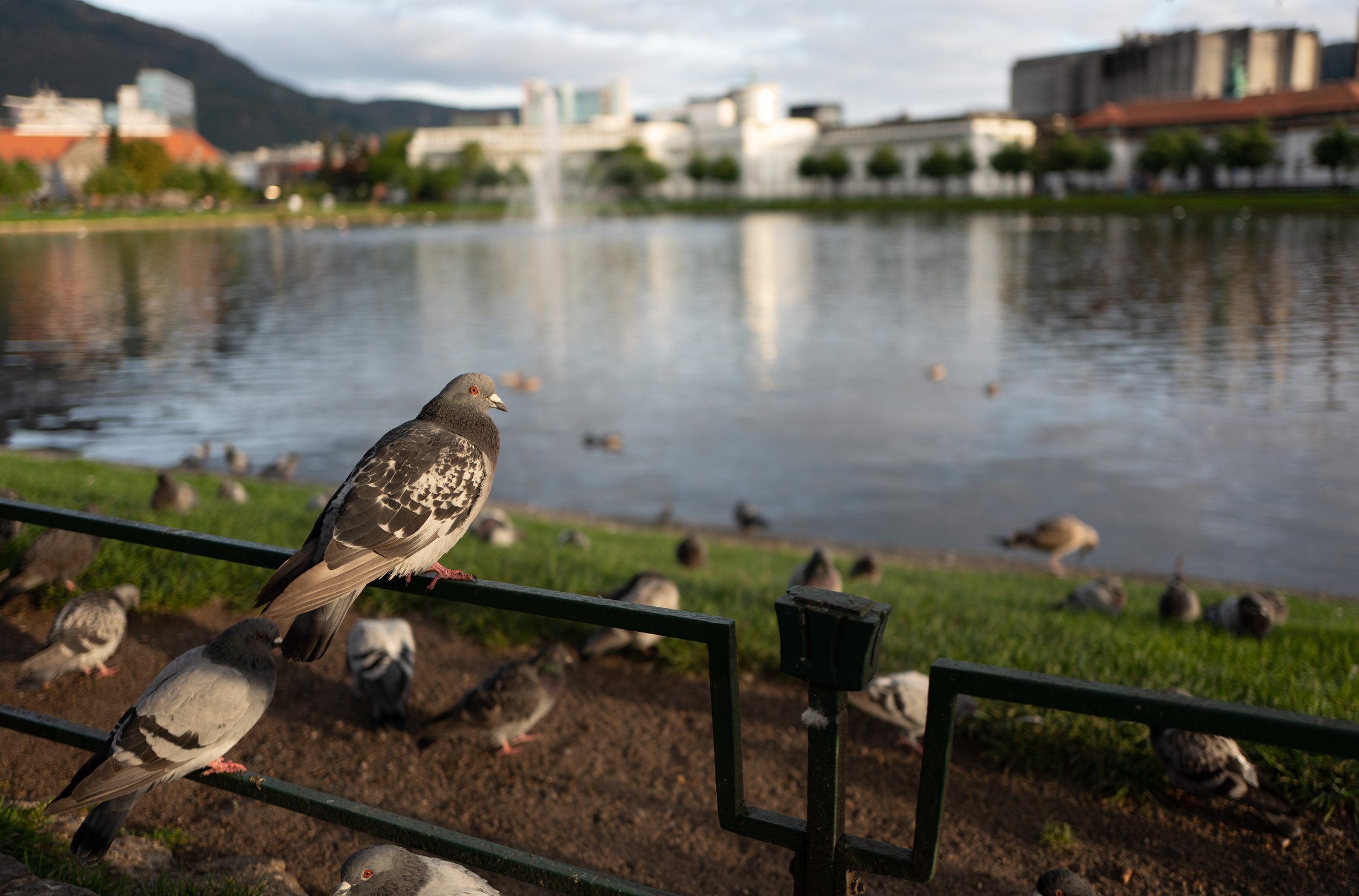 Some of Jason’s urban bird photography (photo/Jason Rafal)