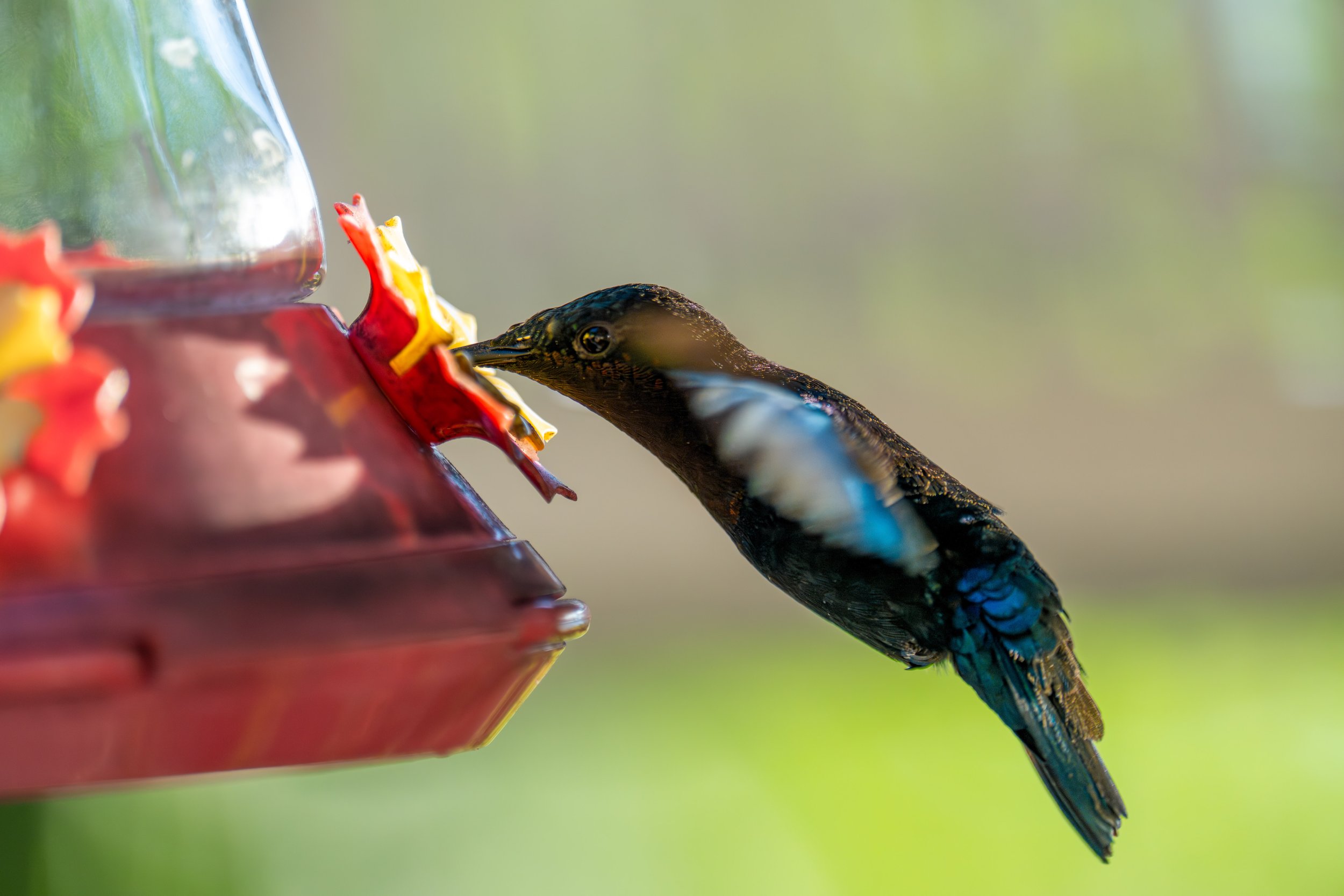 More hummingbirds in action (photo/Jason Rafal)